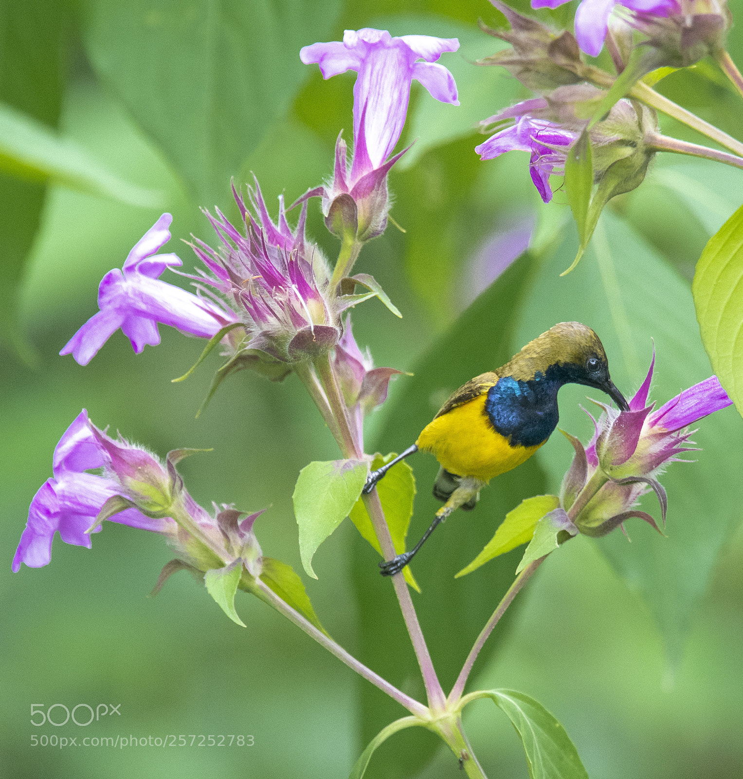 Nikon D500 sample photo. Olive back sunbird again photography