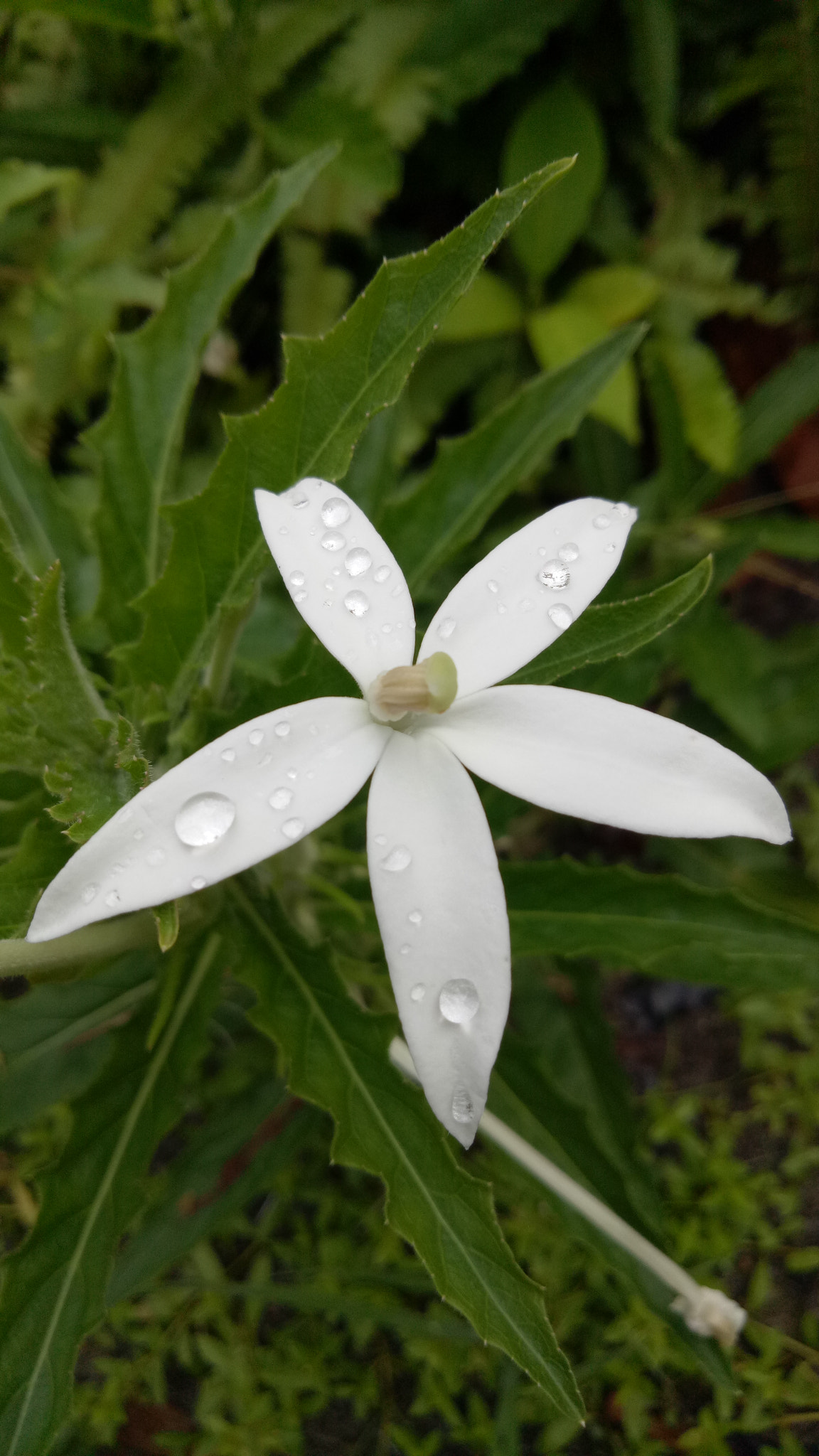 OPPO A1601 sample photo. Drops on white photography