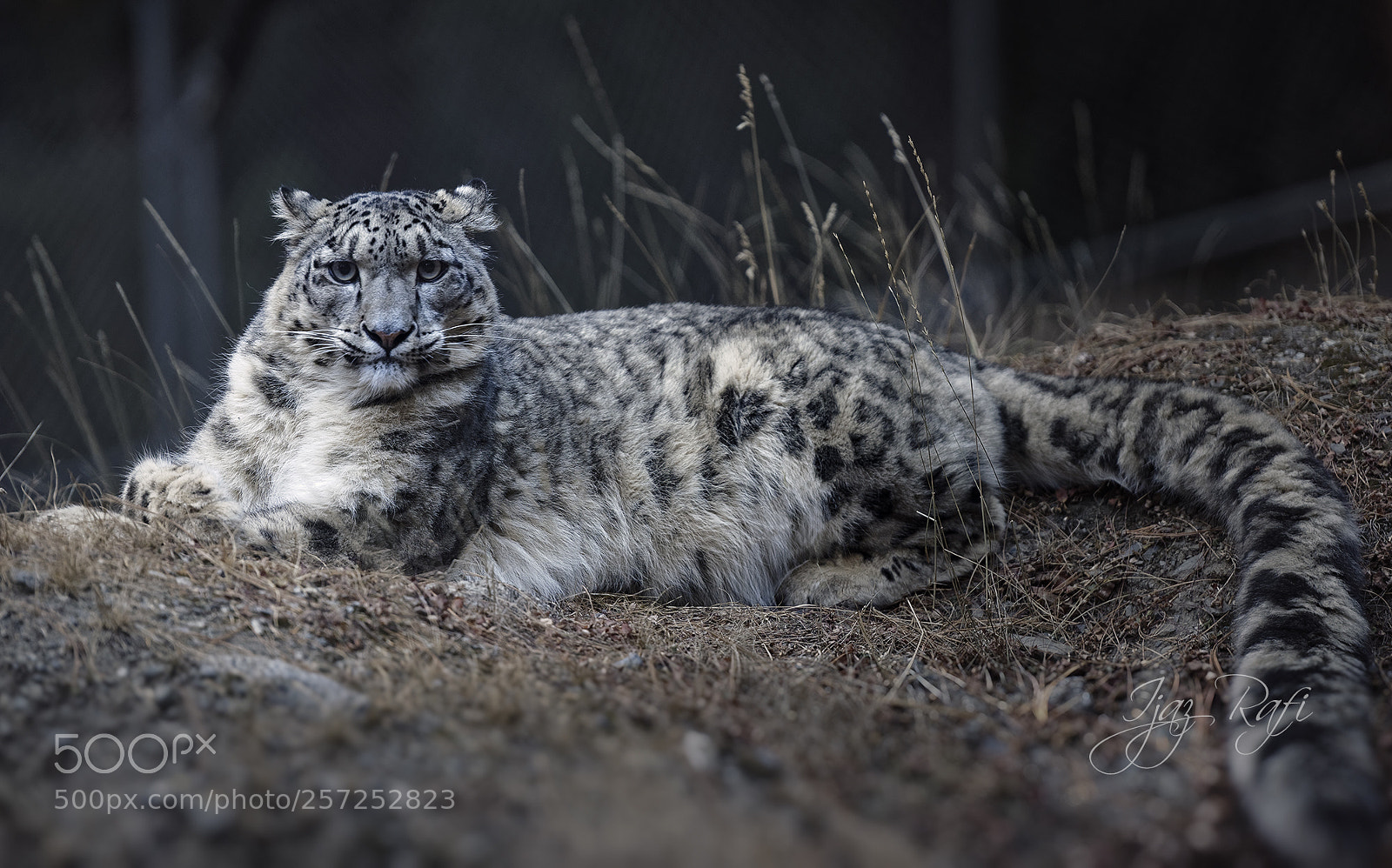 Nikon D810 sample photo. Snow leopard naltar valley photography