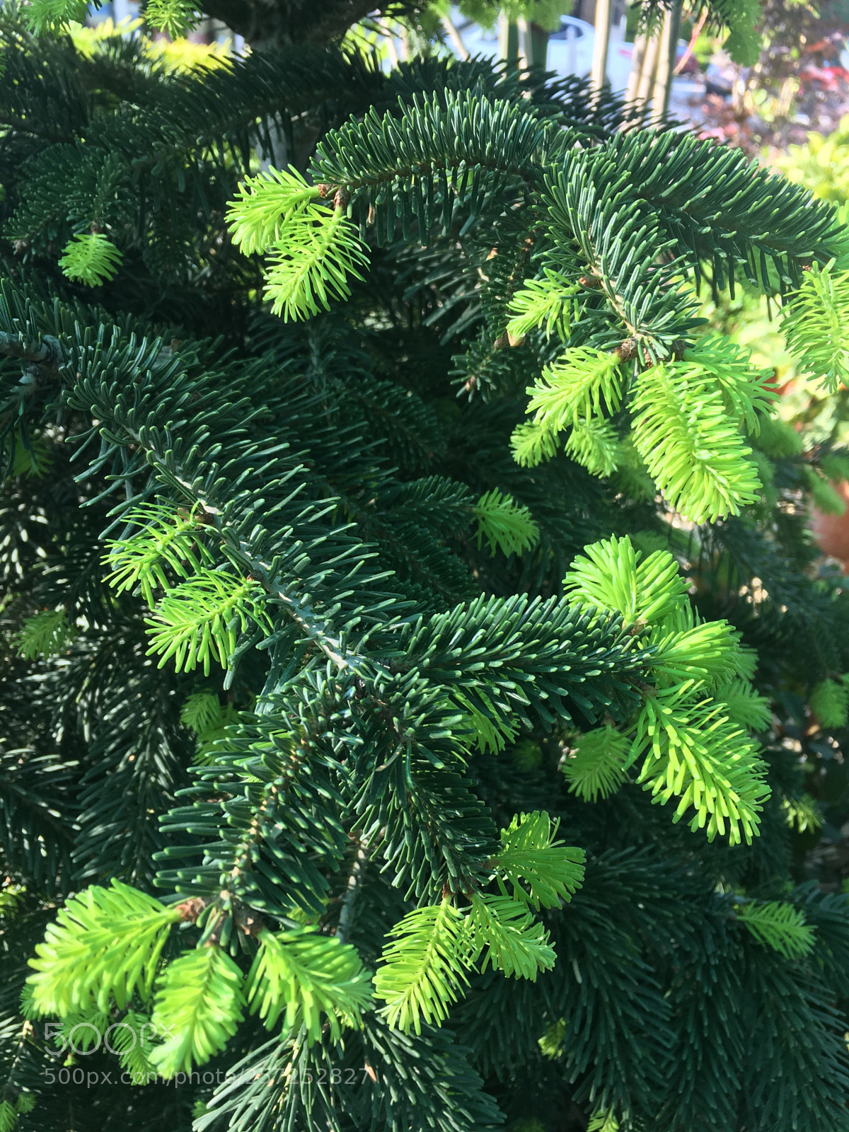 Apple iPhone 6s Plus sample photo. Green
 photography