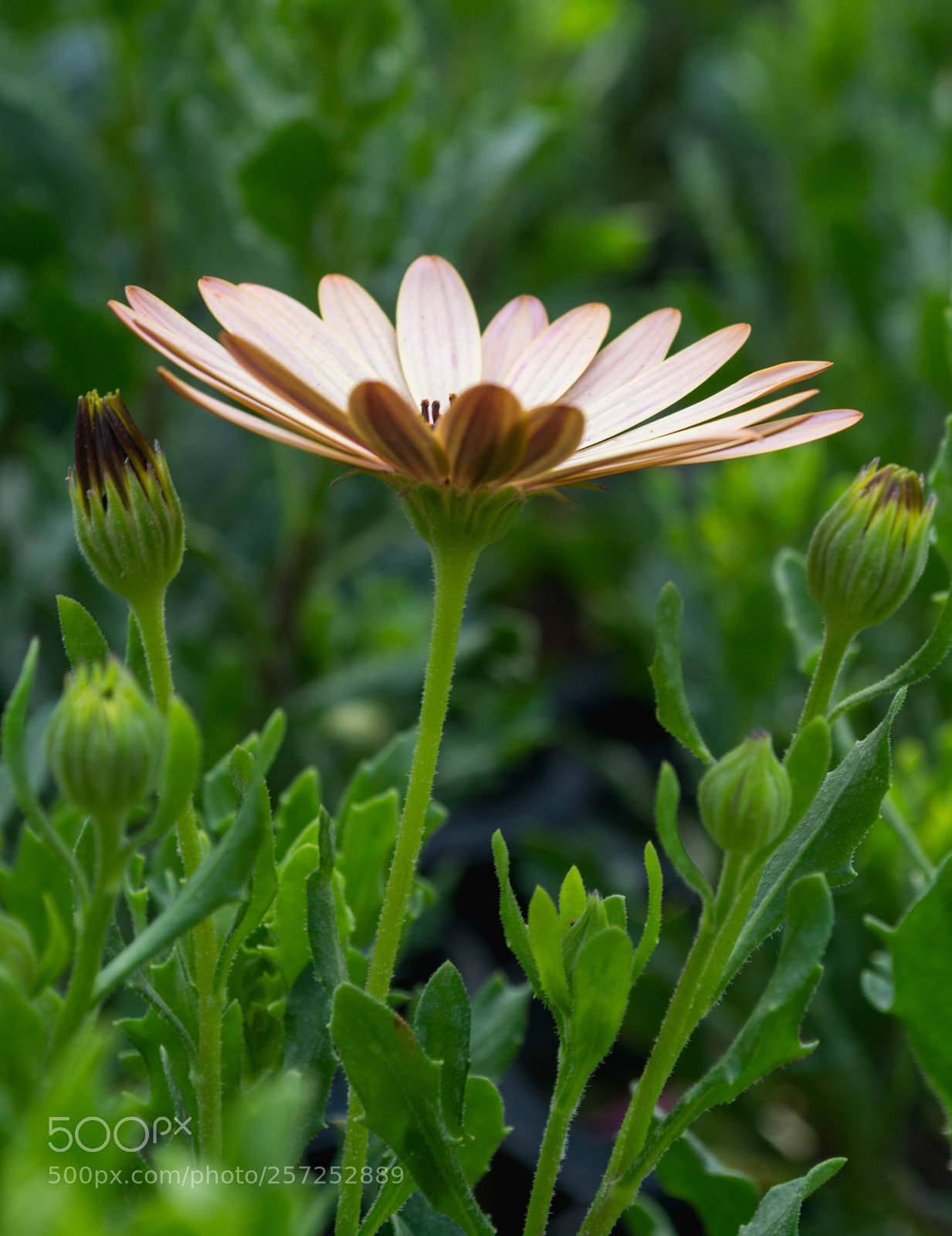 Nikon D5200 sample photo. Unique photography