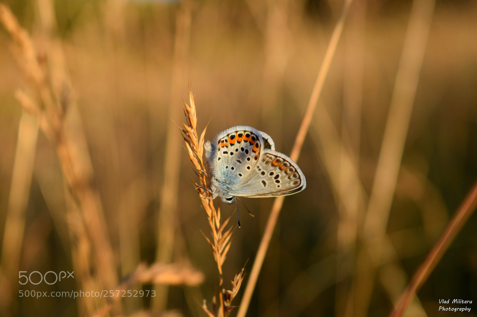 Nikon D5300 sample photo. Be like a butterfly photography