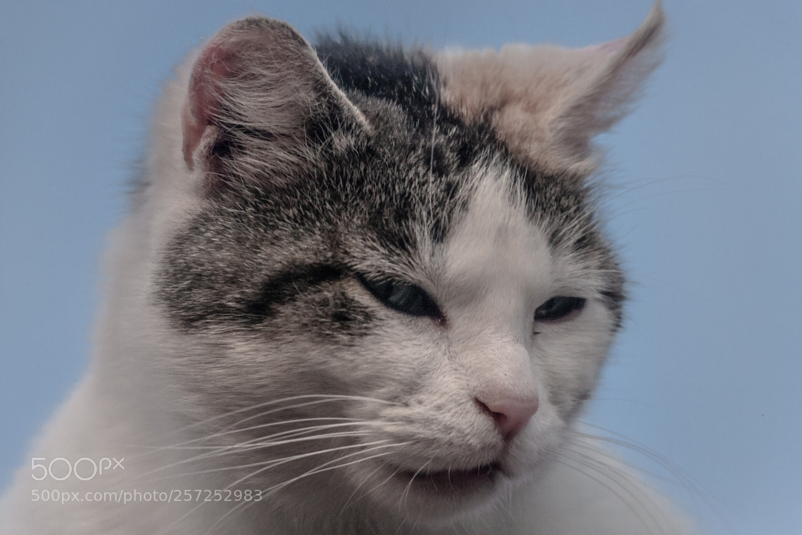 Canon EOS-1Ds Mark II sample photo. The cat on the photography