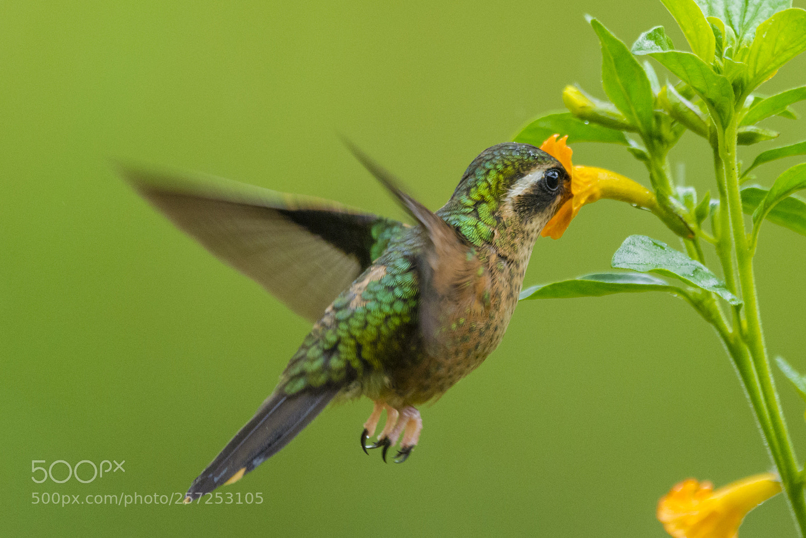Nikon D7100 sample photo. Speckled hummingbird photography