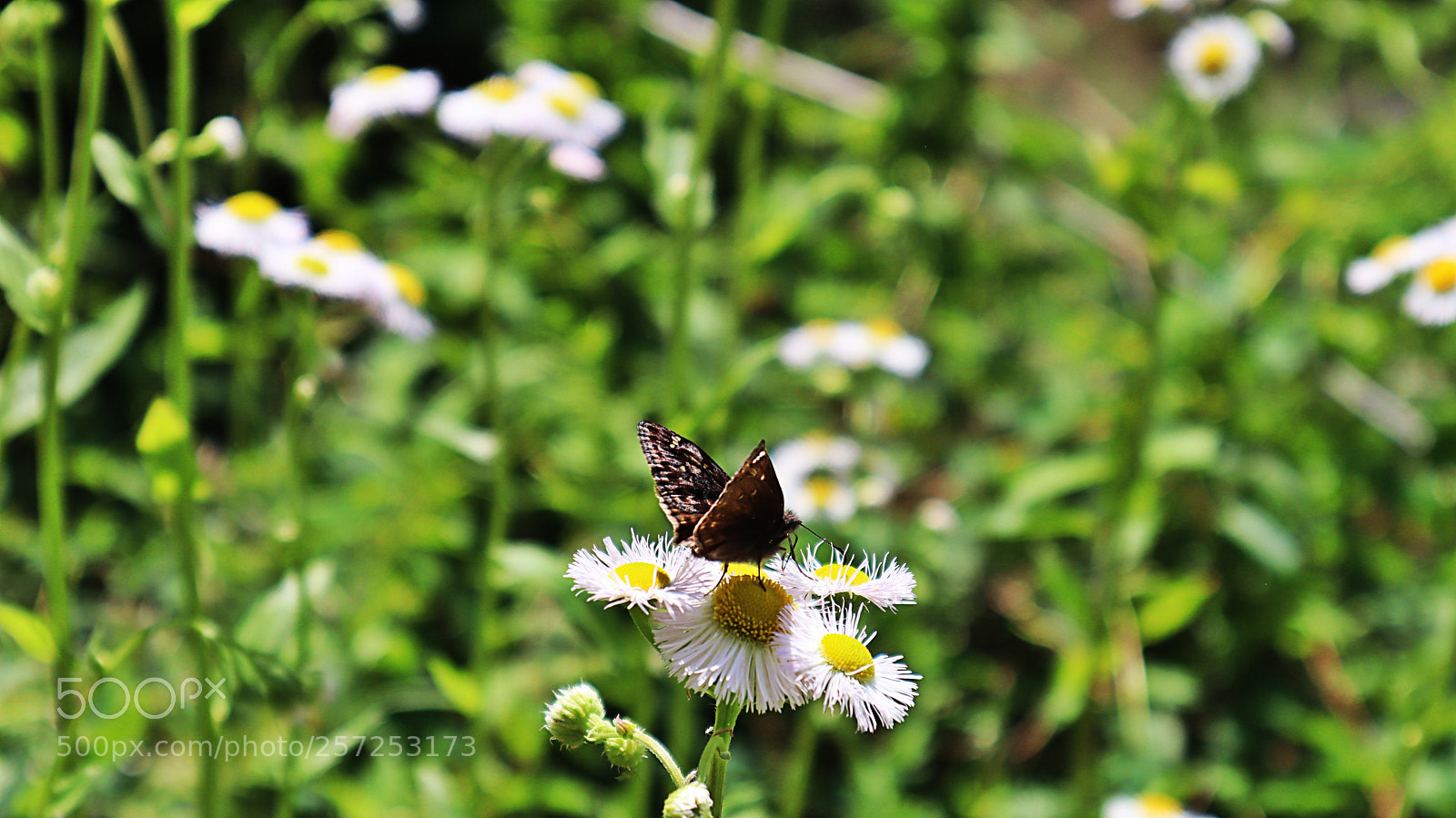 Canon EOS M50 (EOS Kiss M) sample photo. Untitled photography