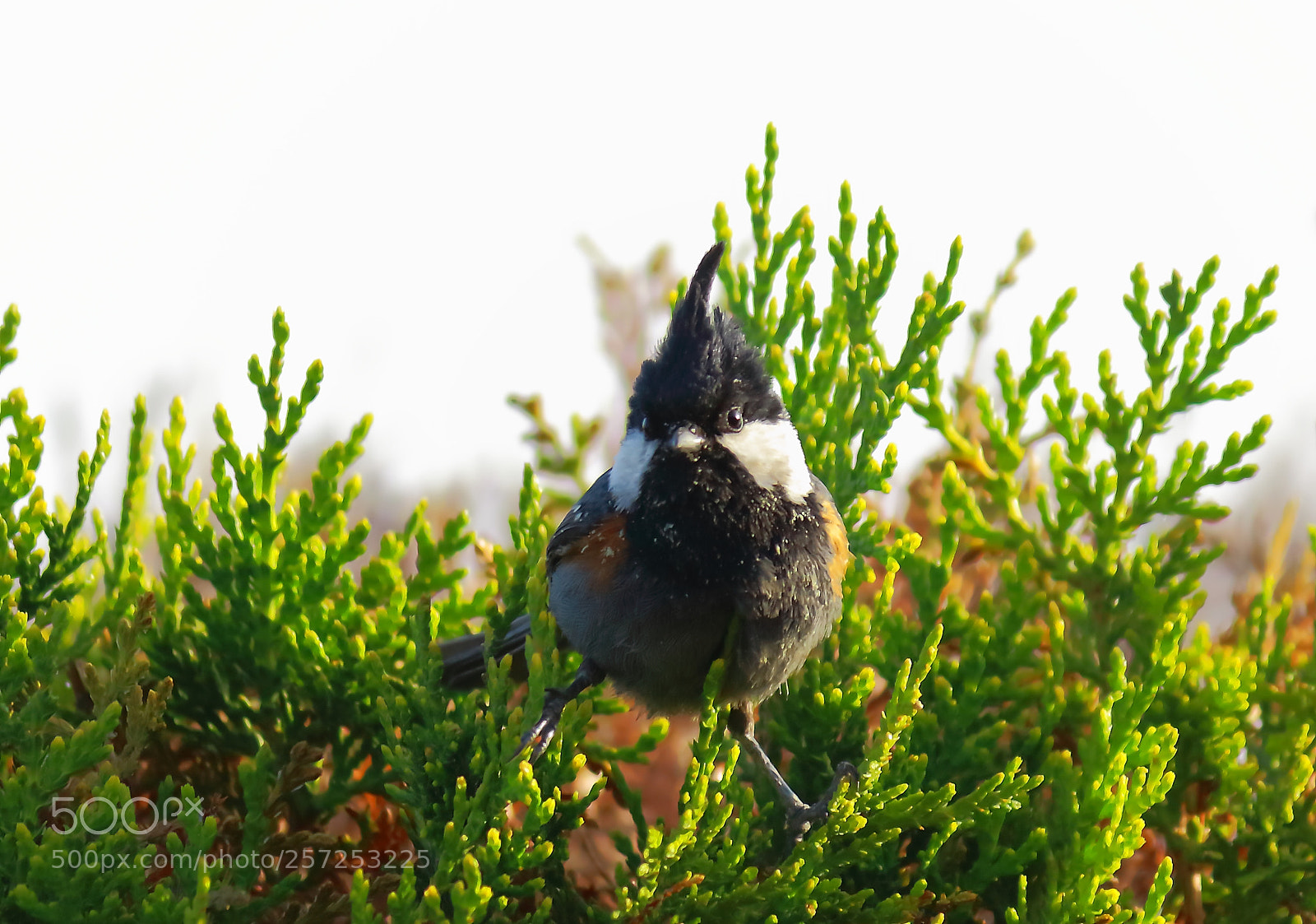 Canon EF-S 55-250mm F4-5.6 IS II sample photo. Spot winged tit photography