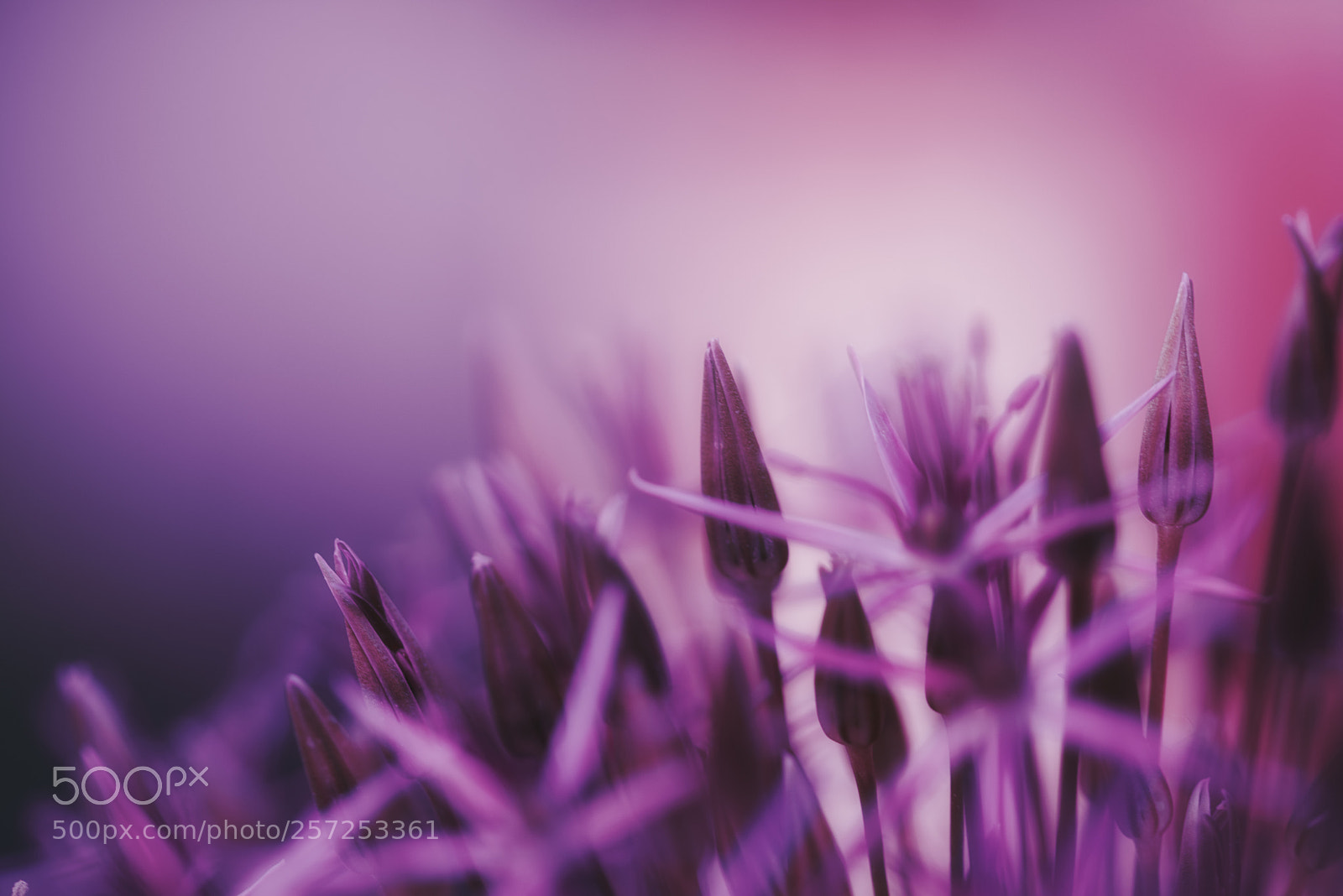 Nikon D750 sample photo. Ornamental onion photography
