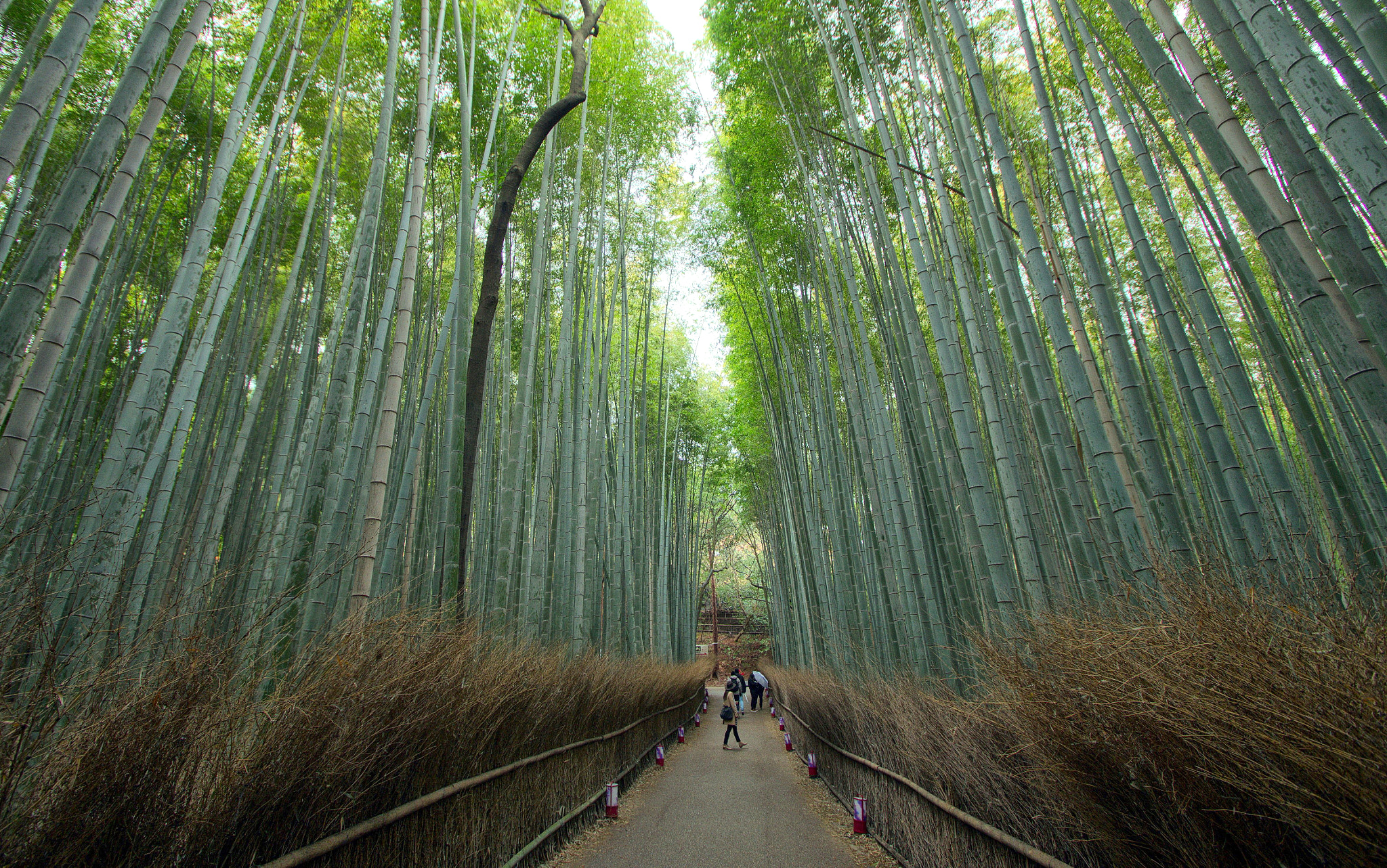 Pentax K-5 IIs sample photo. Bamboo road photography