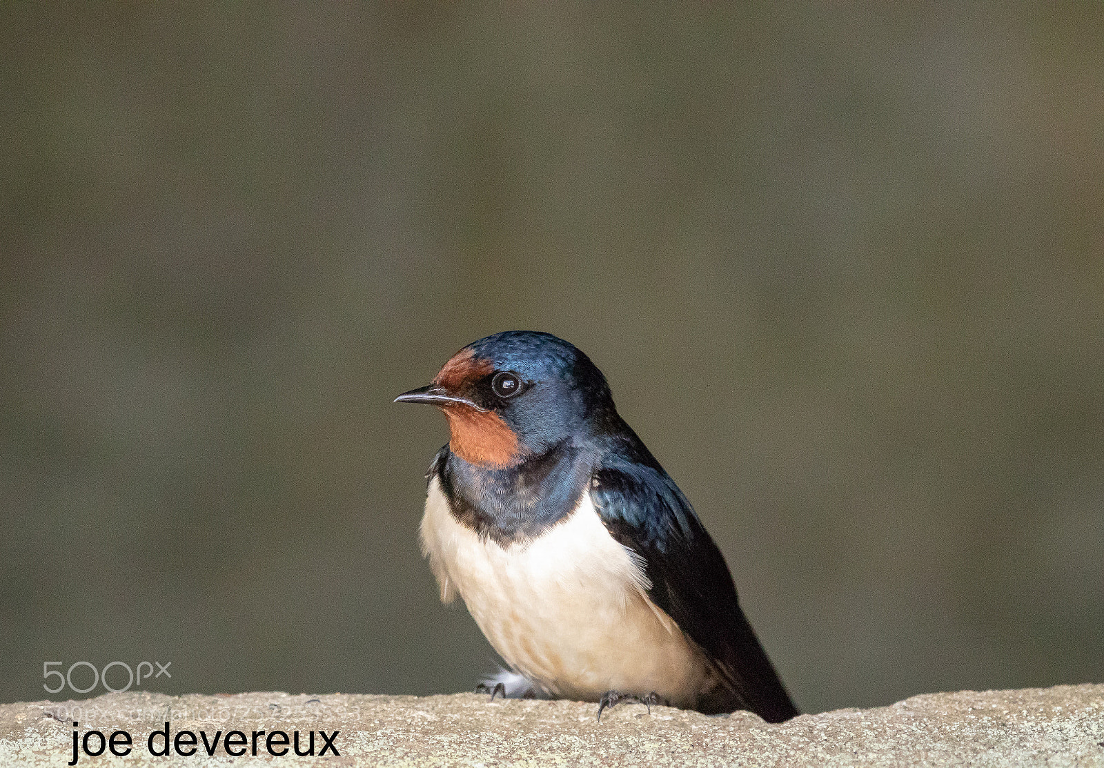 Canon EOS 7D Mark II sample photo. Swallow photography