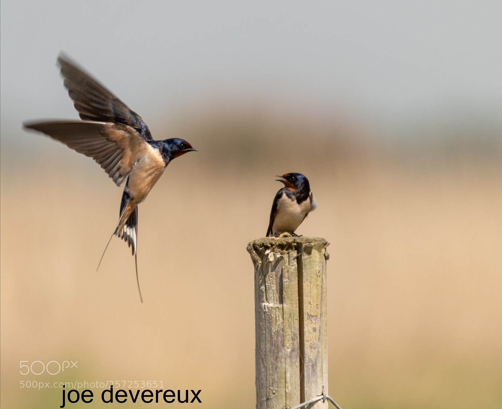 Canon EOS 7D Mark II sample photo. Swallow photography