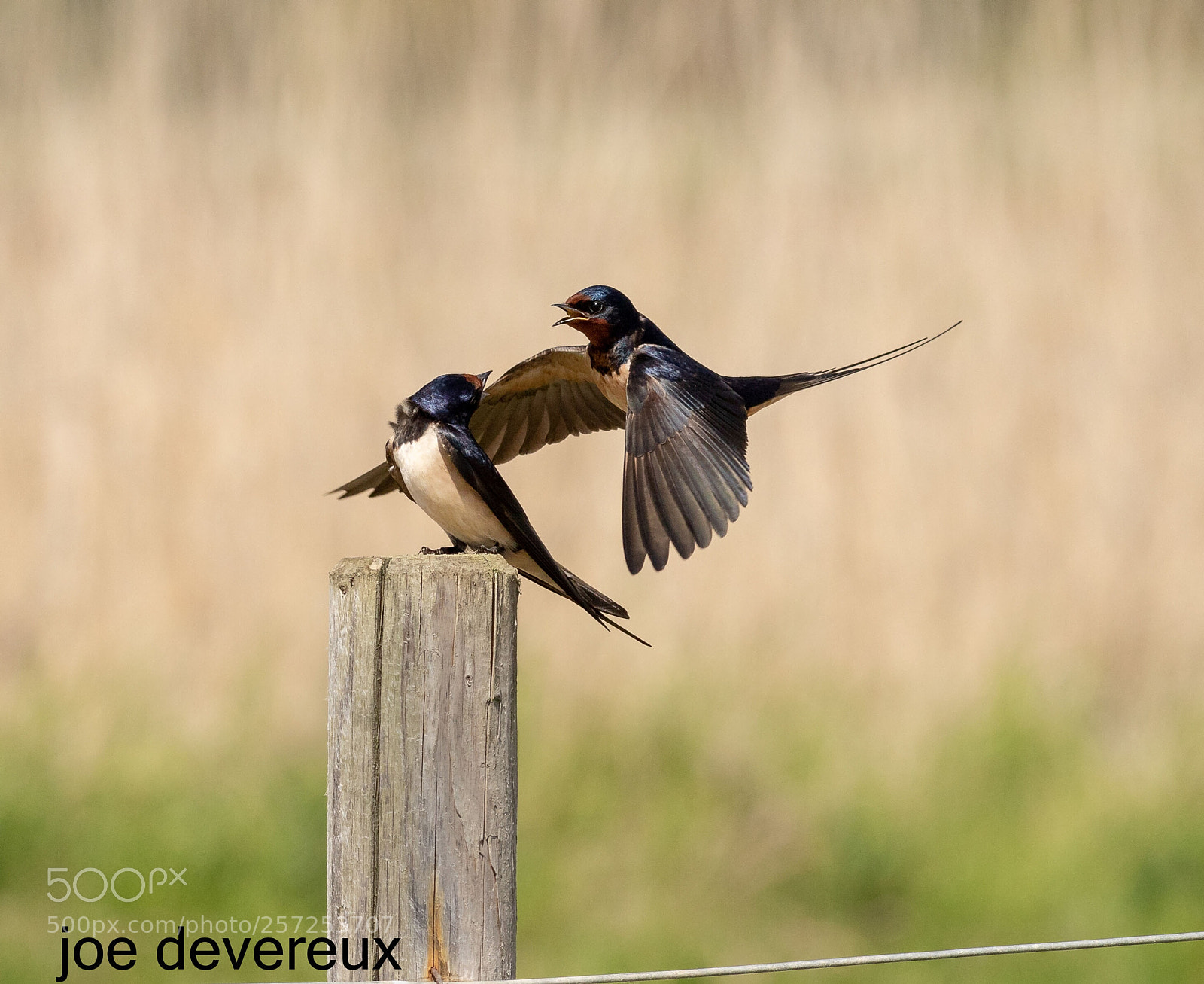 Canon EOS 7D Mark II sample photo. Swallow photography