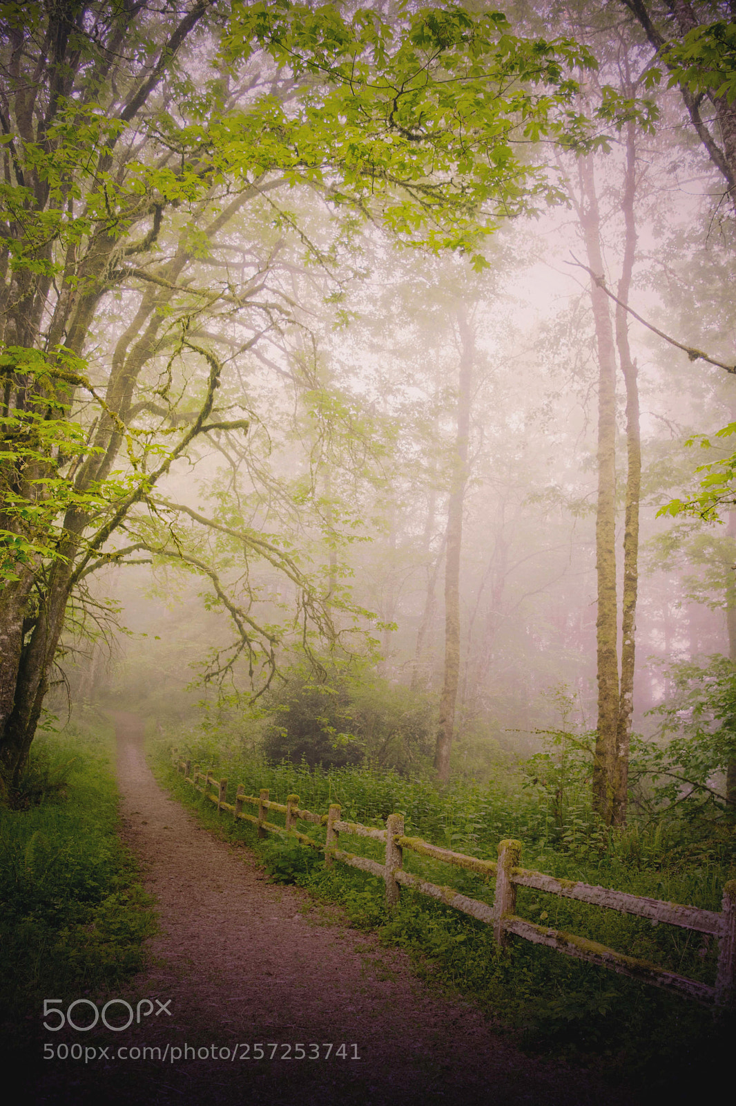 Nikon D3300 sample photo. Morning fog as it photography