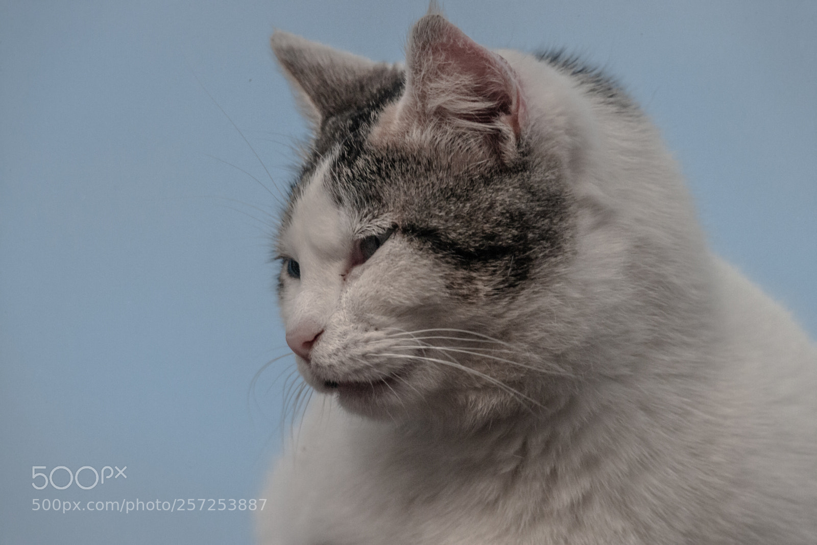 Canon EOS-1Ds Mark II sample photo. The cat on the photography
