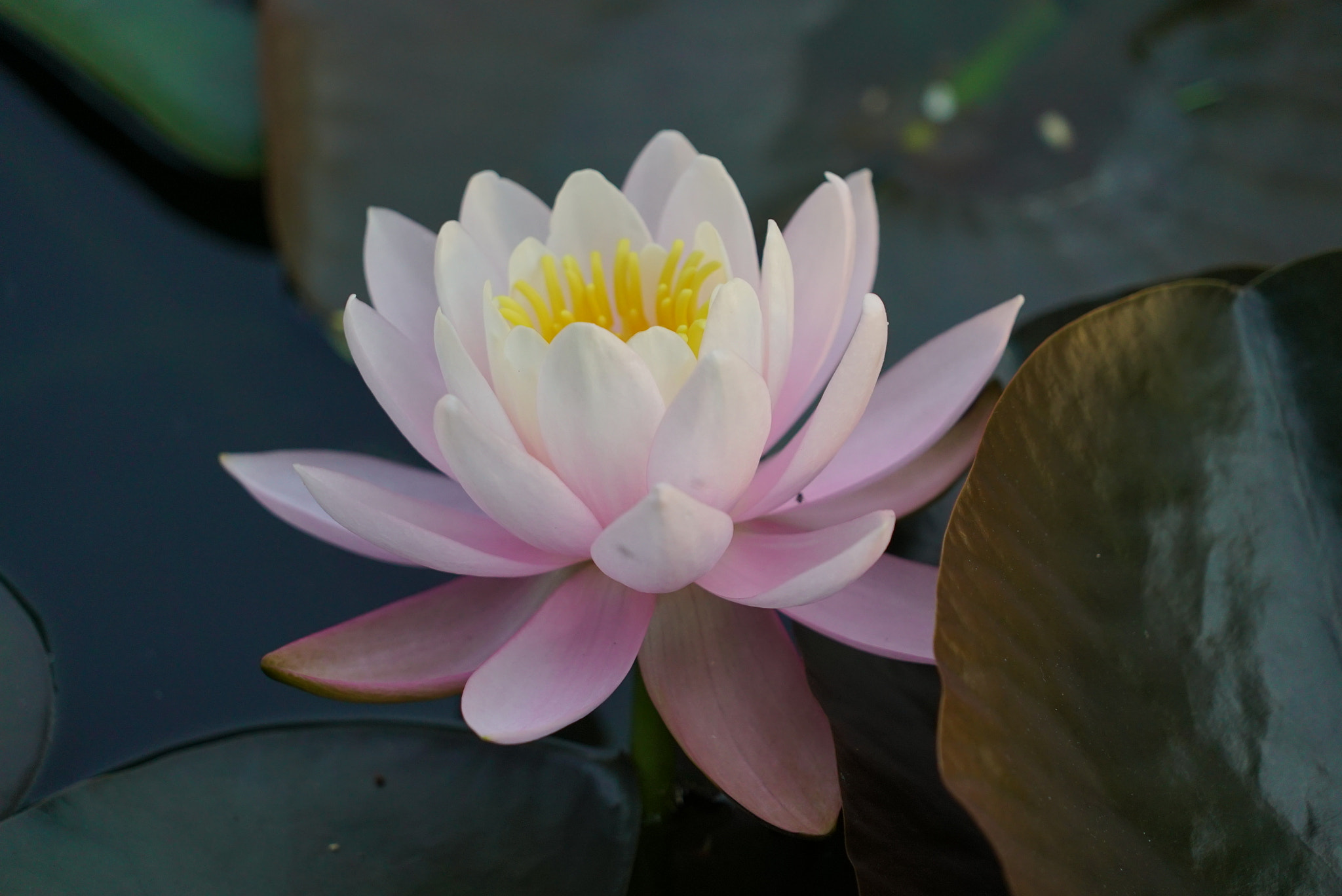 Sony FE 24-240mm F3.5-6.3 OSS sample photo. Lotus flower photography