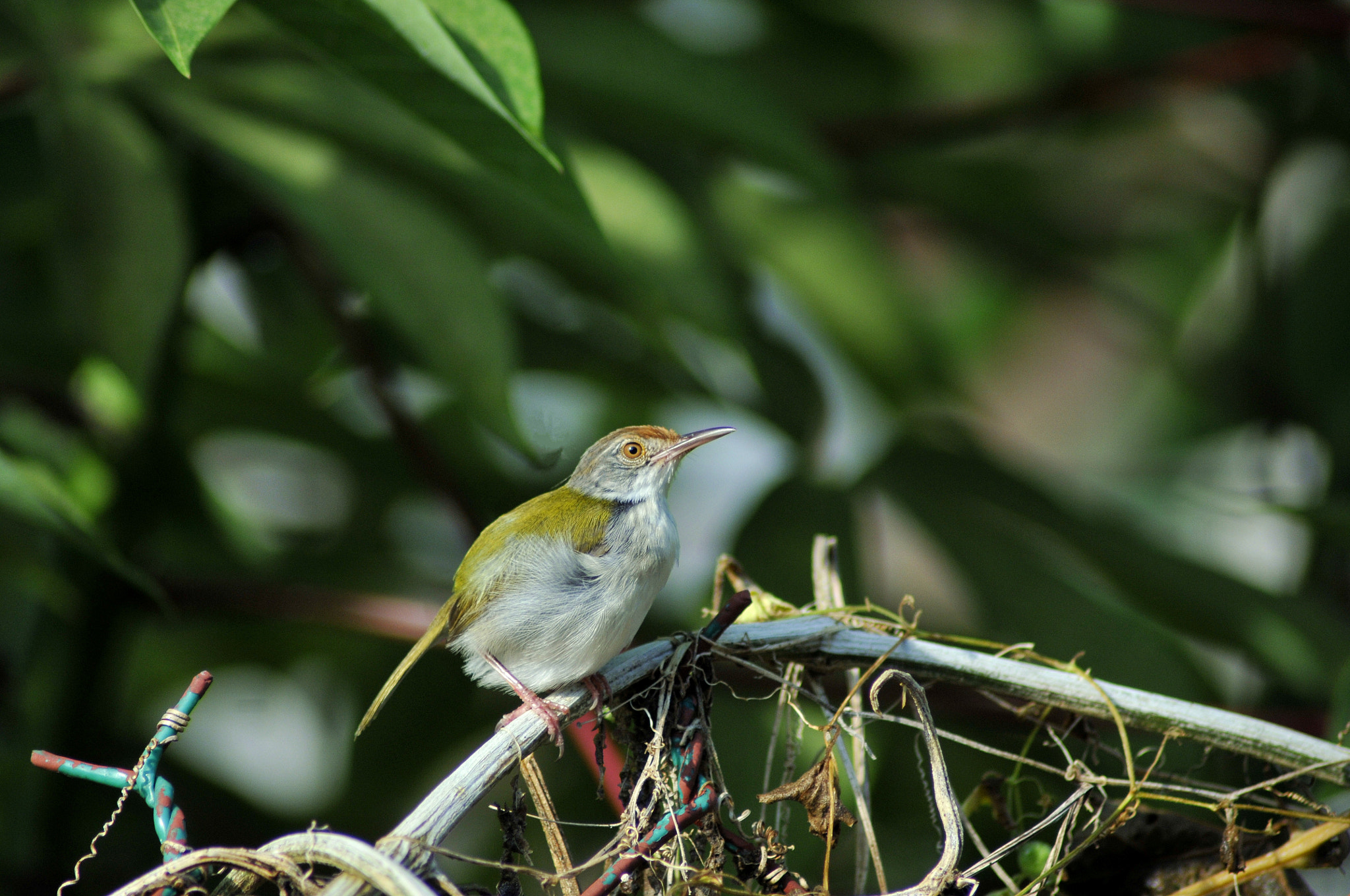 Nikon D300 + Nikon AF Nikkor 70-300mm F4-5.6G sample photo. New day begin! photography