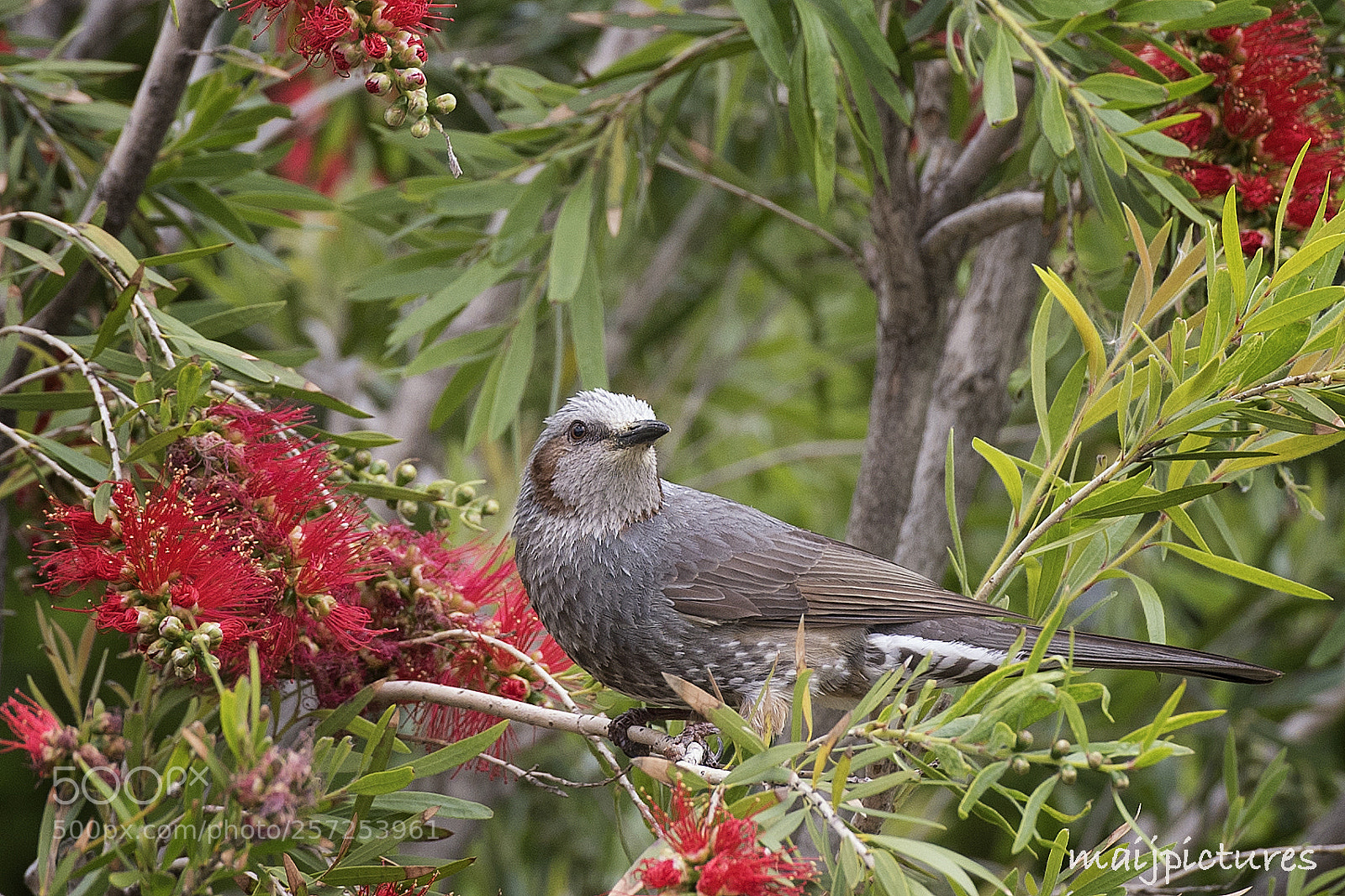 Nikon D750 sample photo. Bird photography