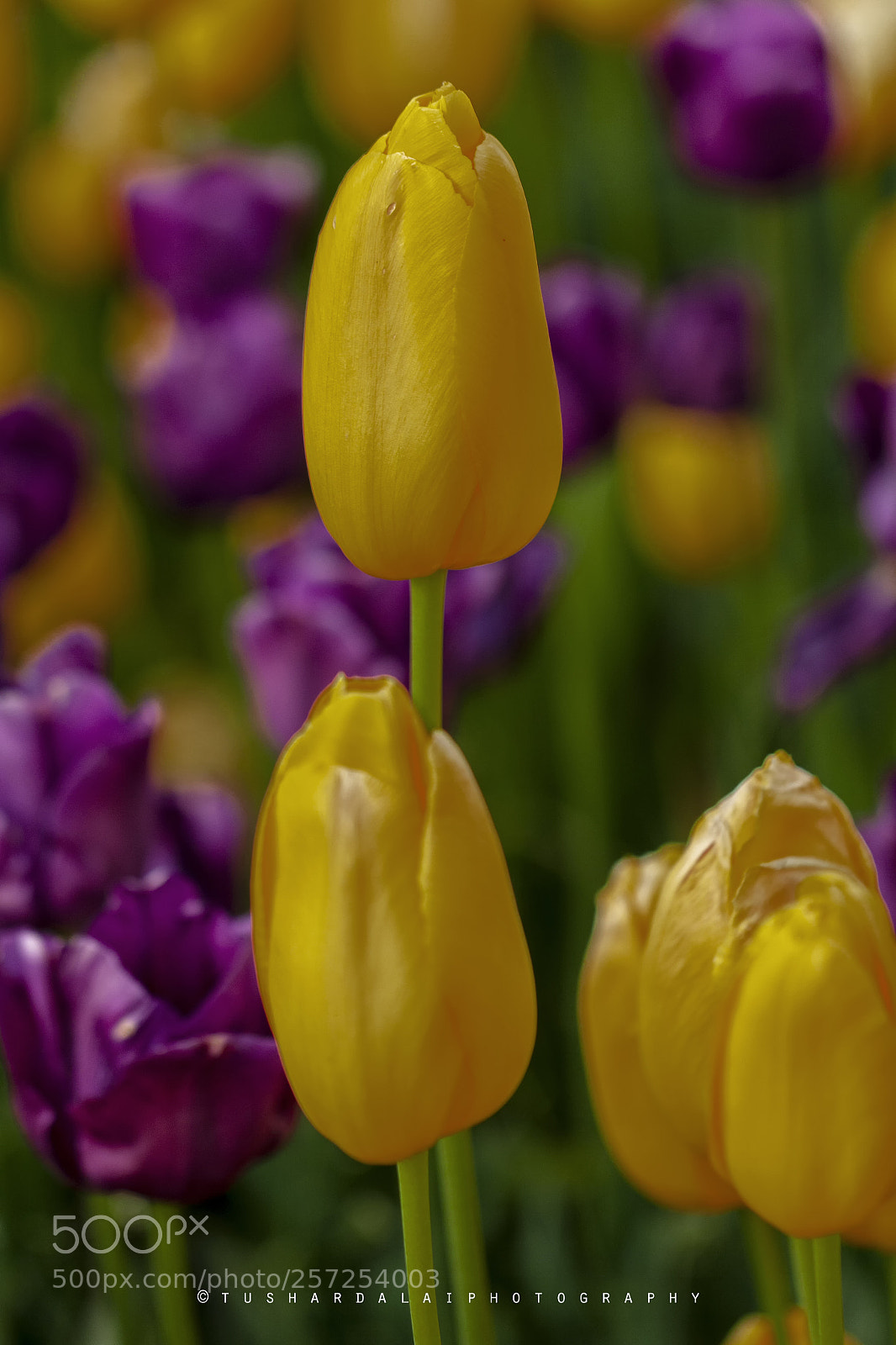 Canon EOS 50D sample photo. Colorful tulips in the photography