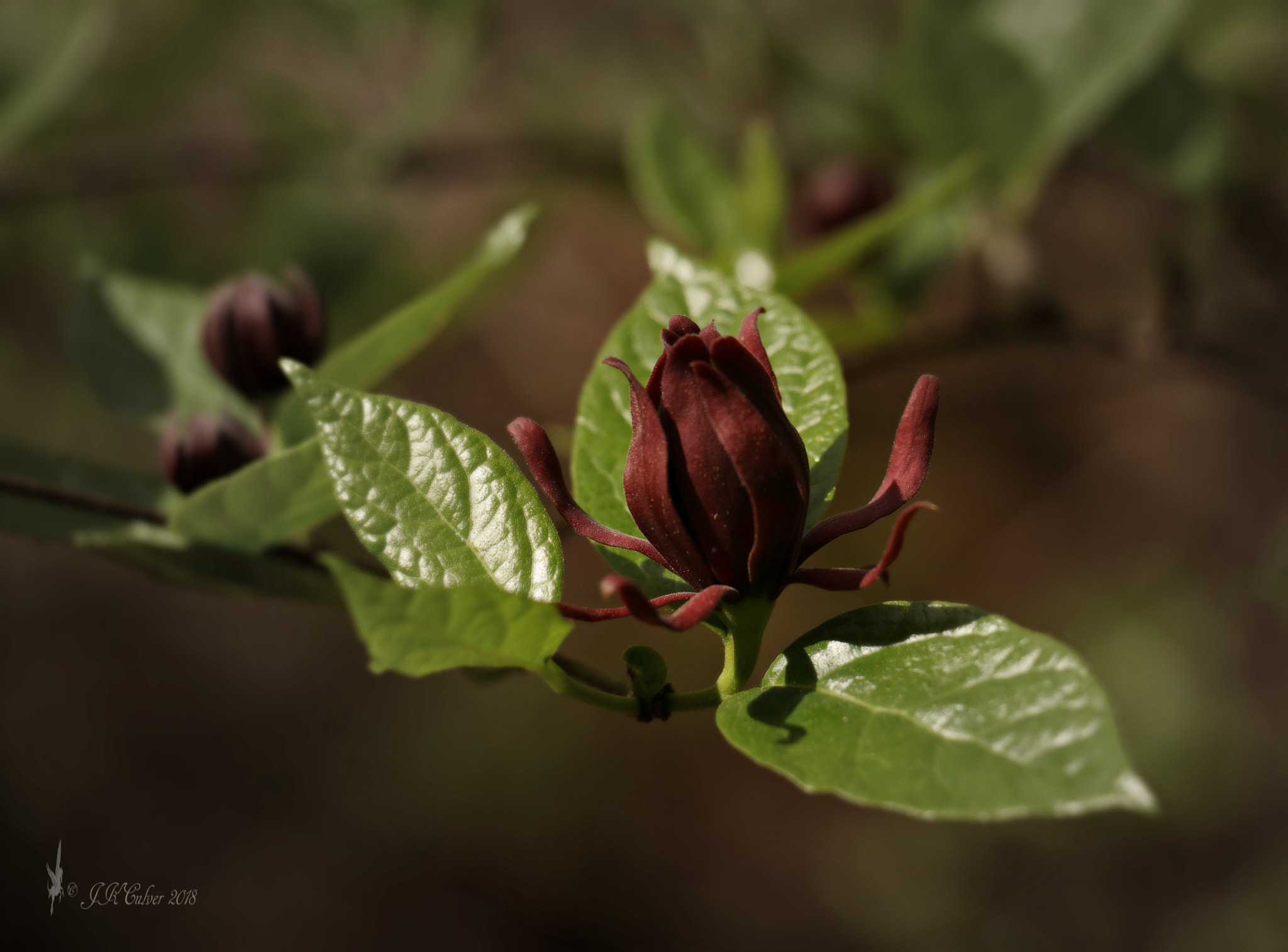 Canon EOS 77D (EOS 9000D / EOS 770D) sample photo. Carolina allspice photography