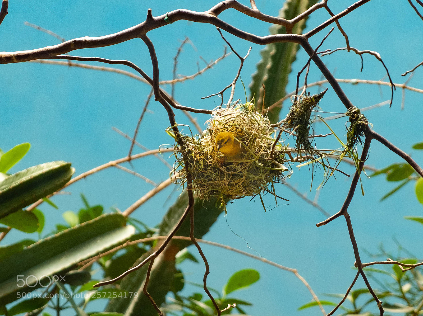Fujifilm X-E1 sample photo. Birds of nest photography