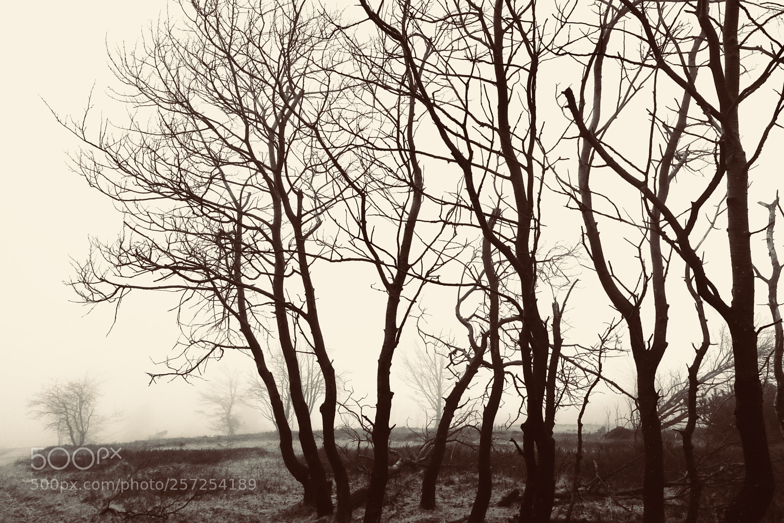 Sony Cyber-shot DSC-RX100 III sample photo. Trees in autumn photography
