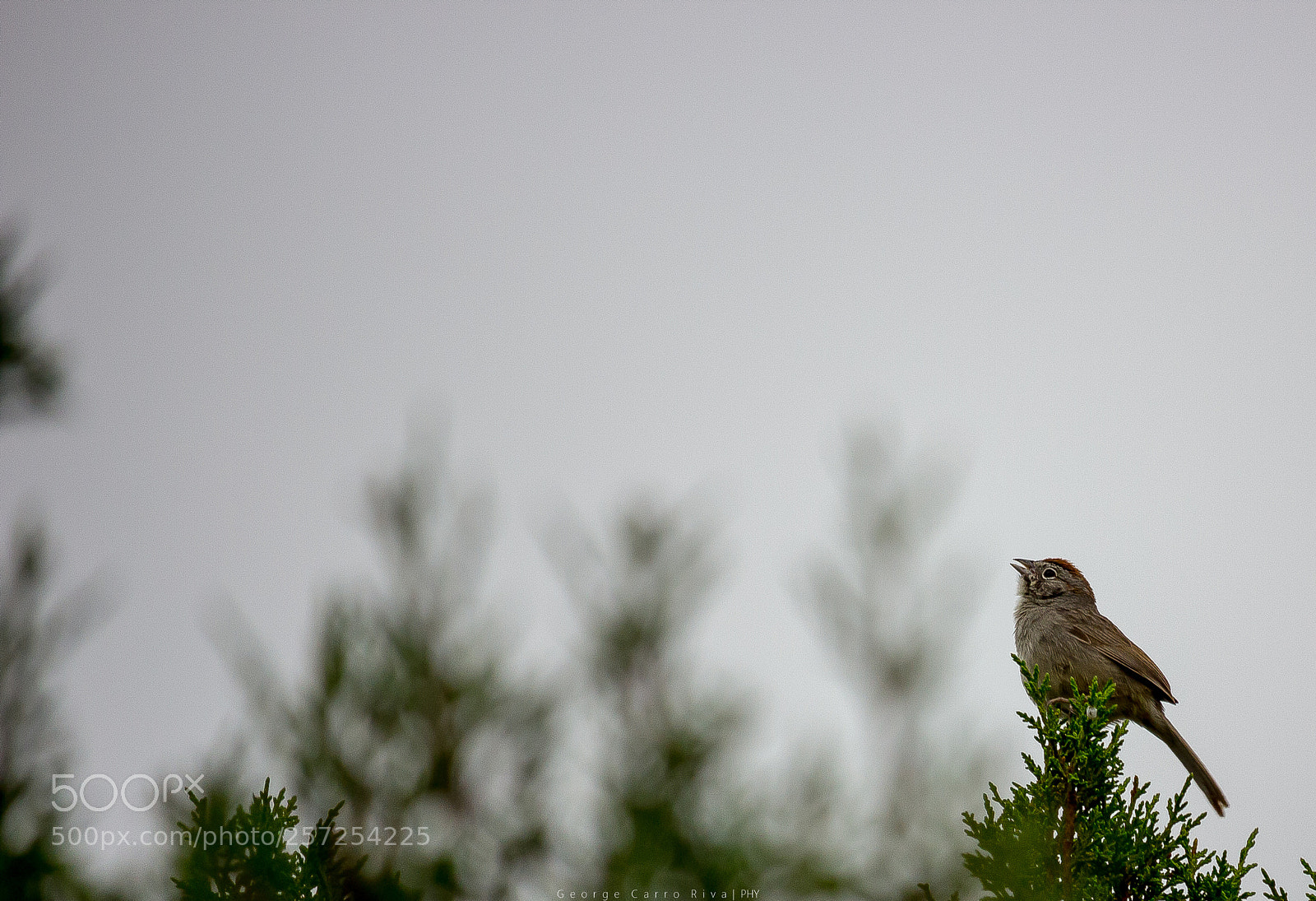 Canon EOS 600D (Rebel EOS T3i / EOS Kiss X5) sample photo. "love flies" photography