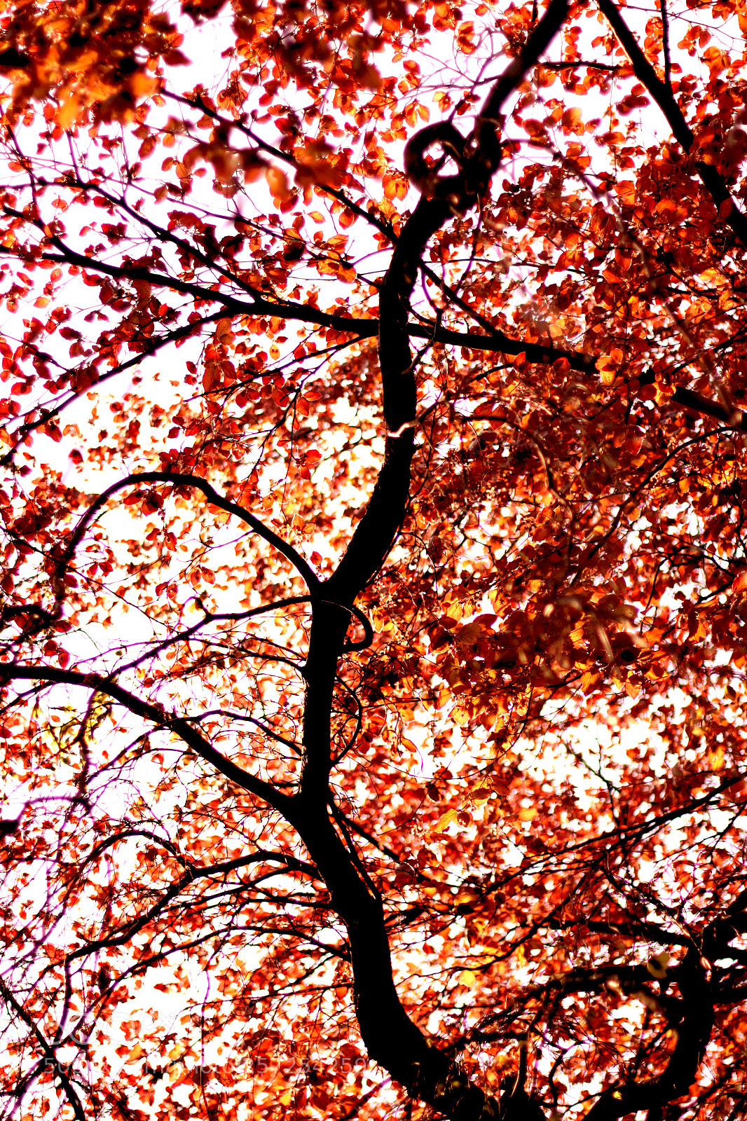 Canon EOS 500D (EOS Rebel T1i / EOS Kiss X3) sample photo. Vivid orange leaves on photography