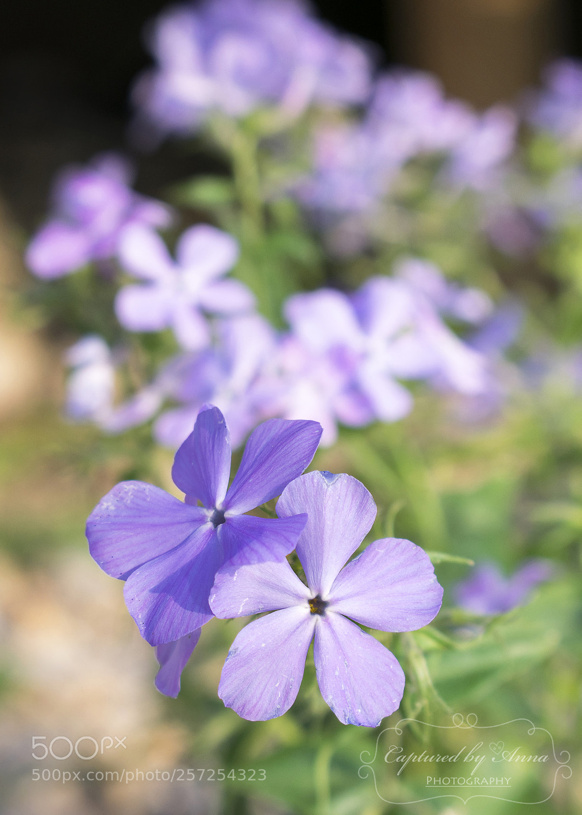 Nikon D3400 sample photo. Beautiful with imperfections photography