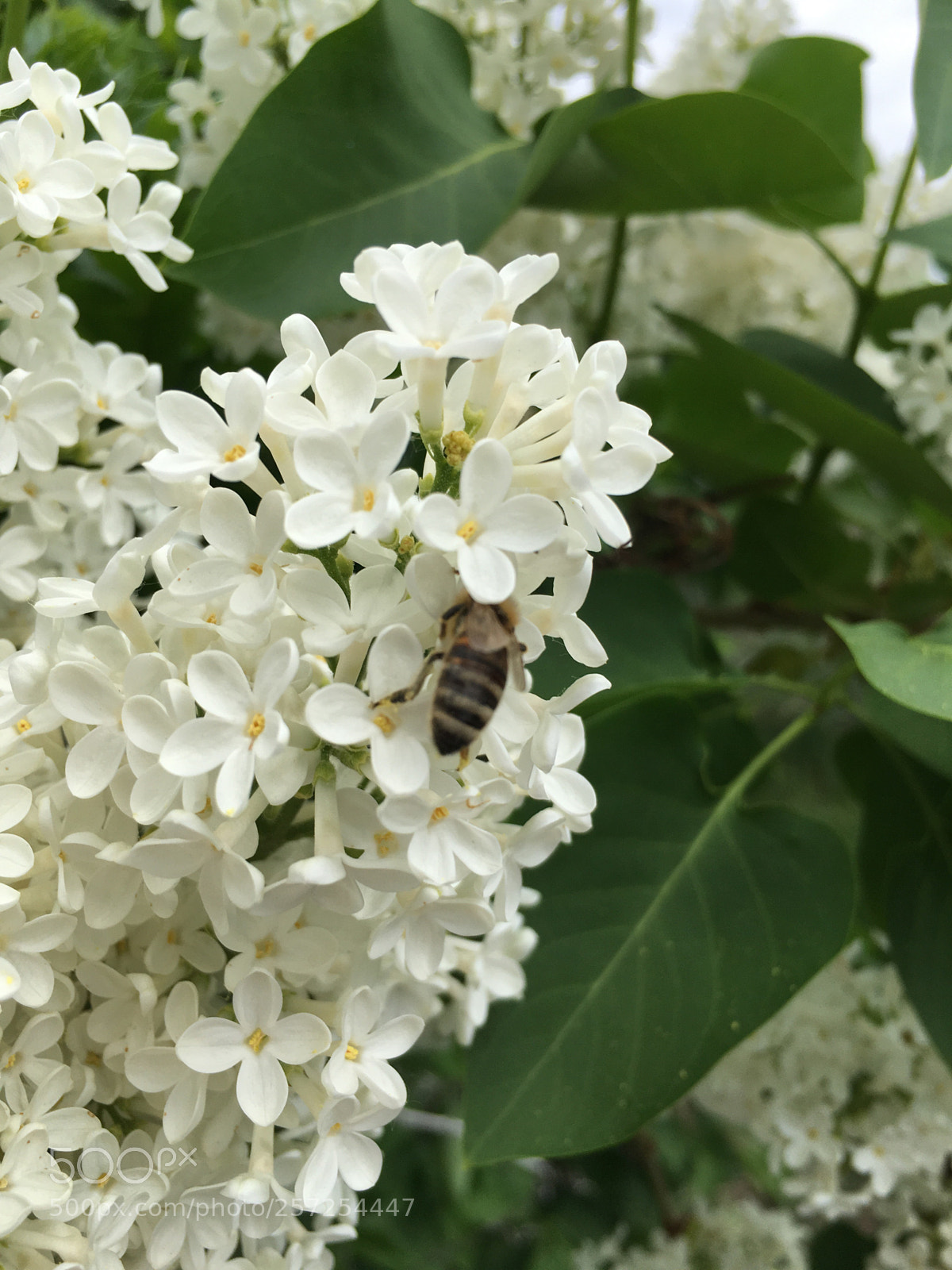 Apple iPhone 6s sample photo. Bee on flower photography