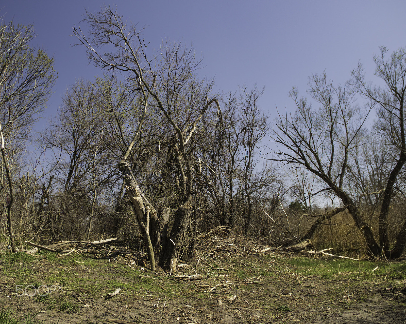 Canon EOS 760D (EOS Rebel T6s / EOS 8000D) sample photo. Gutted out woodlands photography