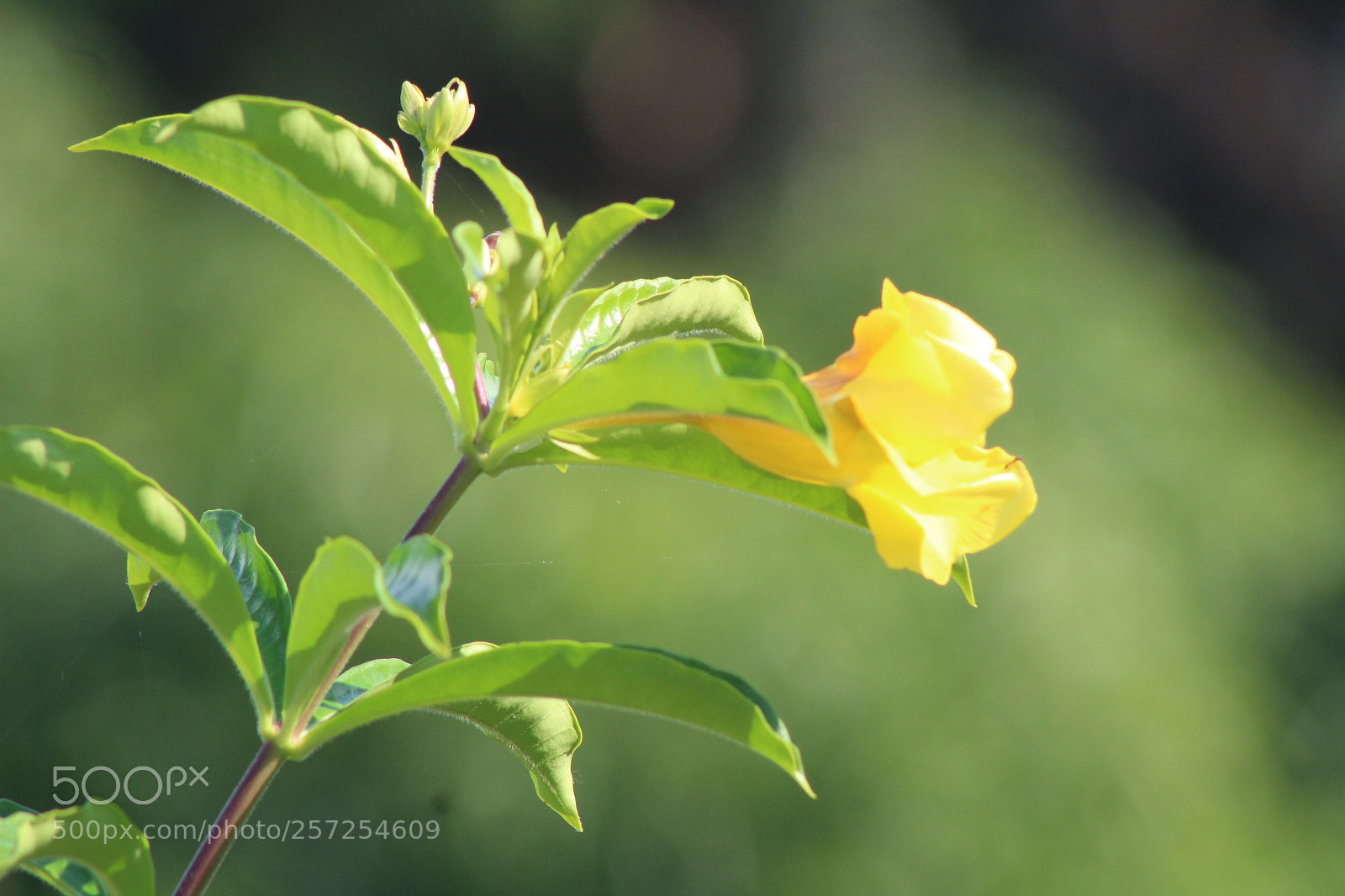 Canon EF 75-300mm f/4-5.6 sample photo. El habitante escondido photography