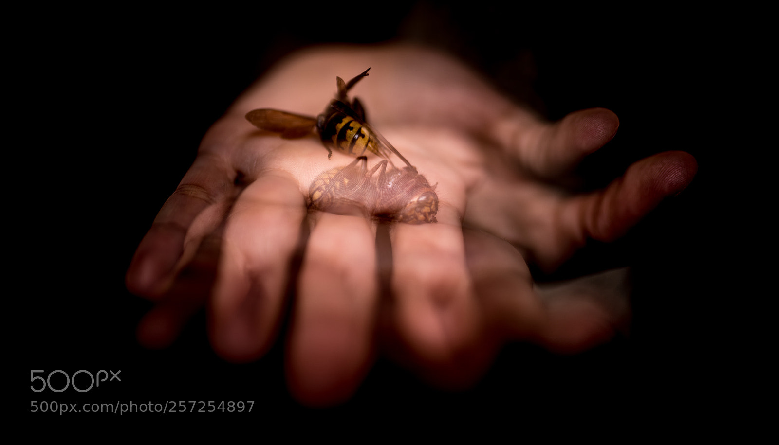 Canon EOS 6D Mark II sample photo. Hornets on the palm photography