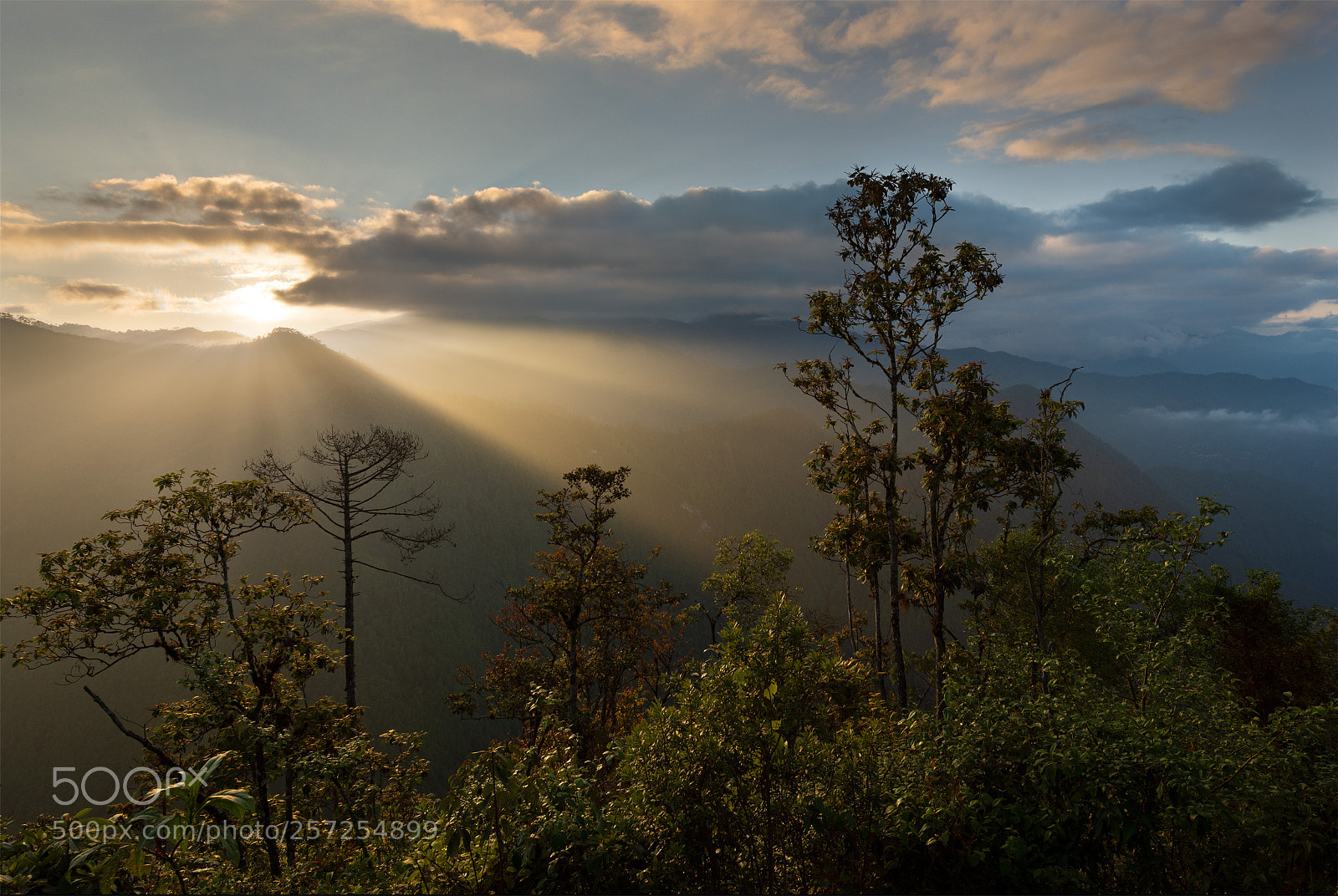 Nikon D810 sample photo. Cloud forest, sierra de photography