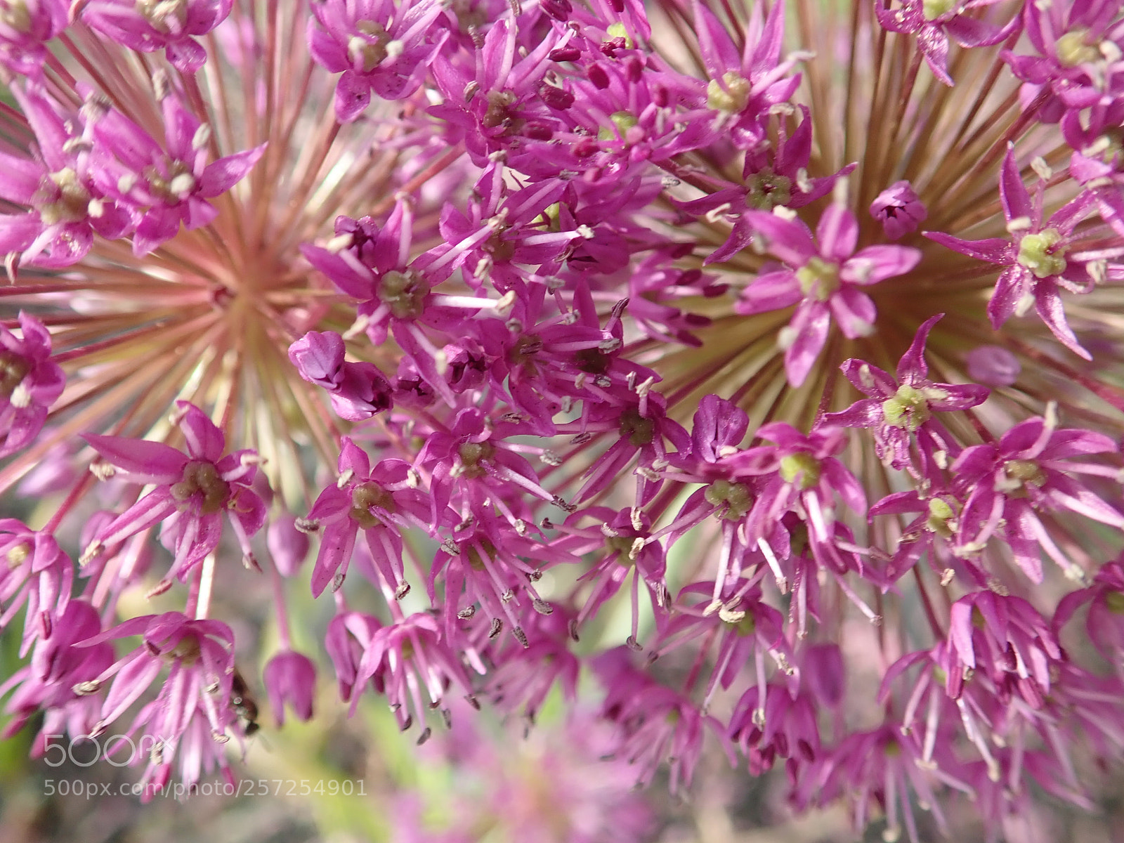 Olympus TG-5 sample photo. The closer you get ... photography