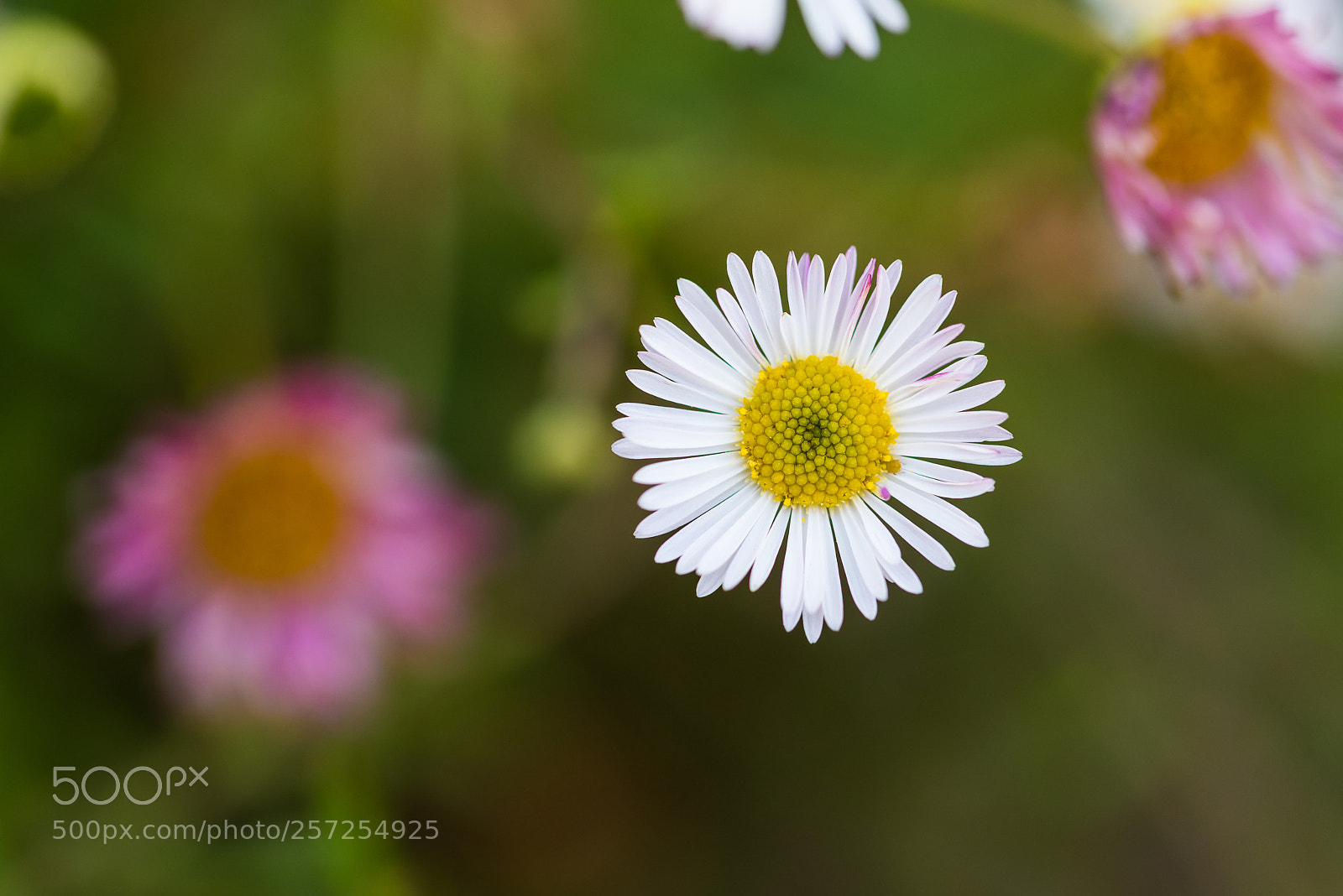 Nikon D810 sample photo. Flowers photography