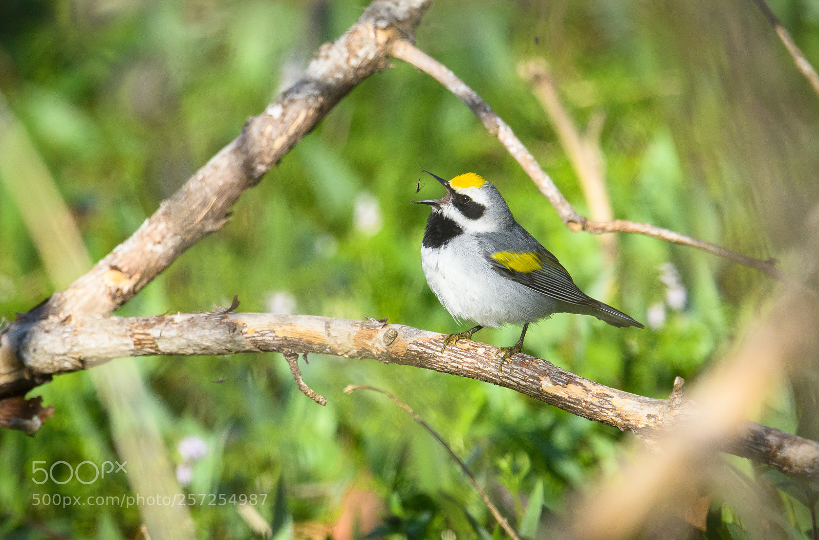 Nikon D850 sample photo. Hungry golden warbler winged photography