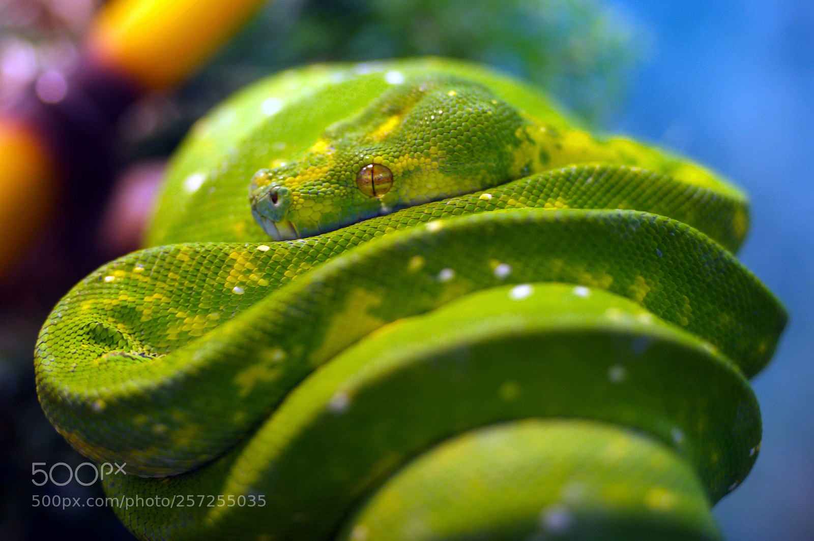 Nikon D700 sample photo. Green python photography