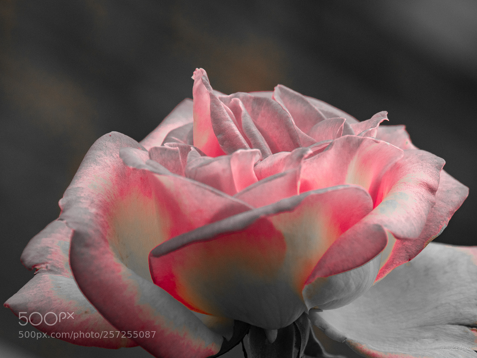 Olympus OM-D E-M1 Mark II sample photo. Pink rose photography