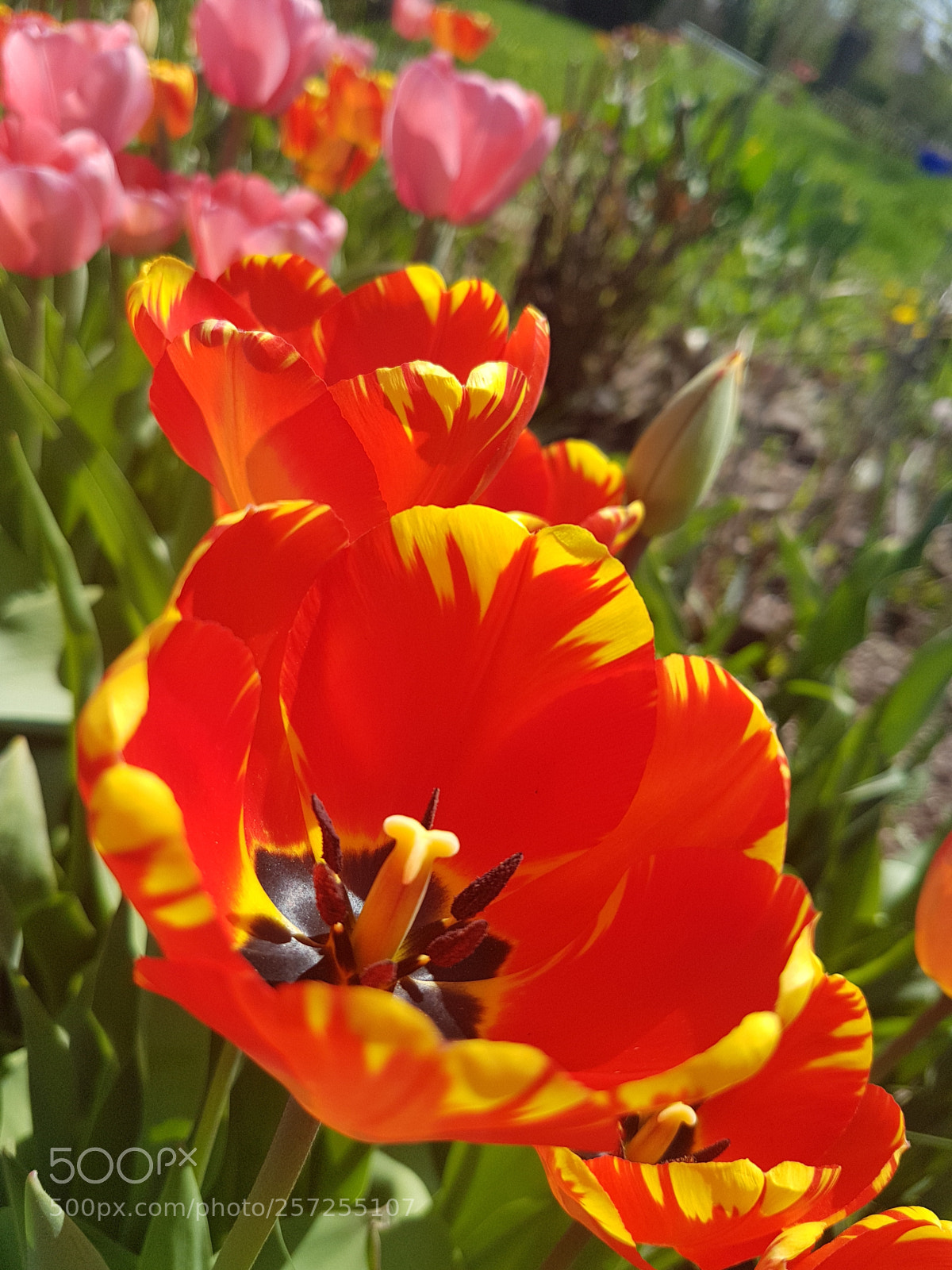 Samsung Galaxy S7 sample photo. My garden is full photography
