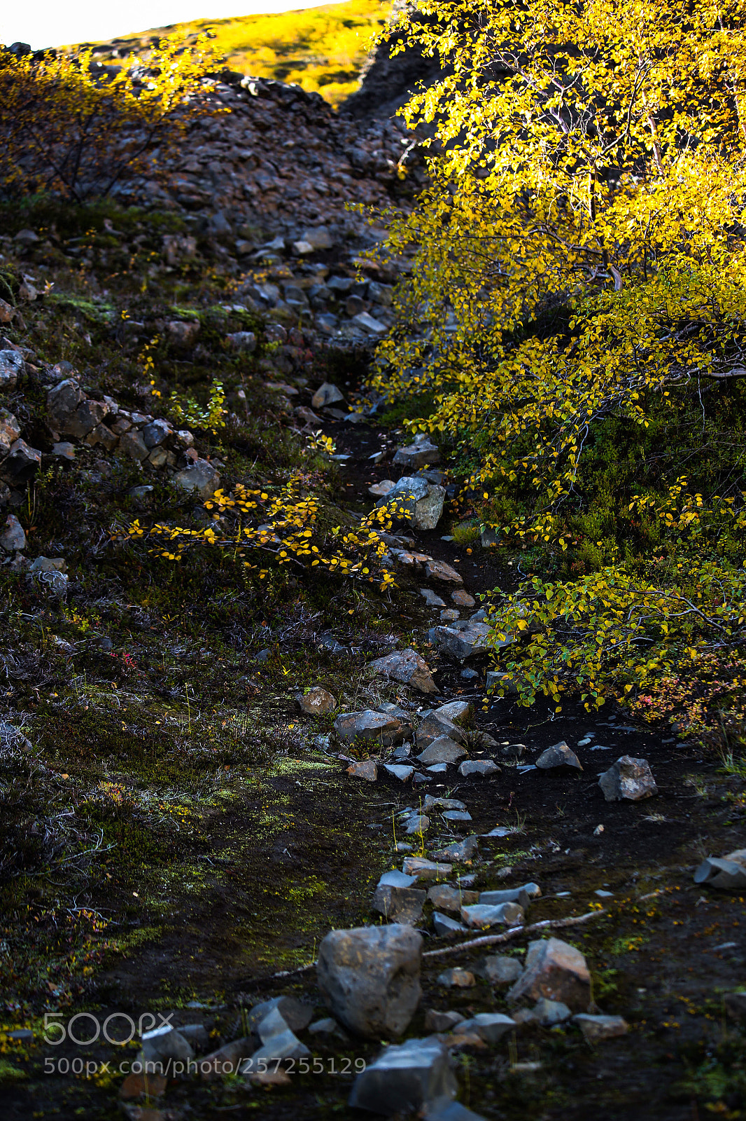 Canon EOS 6D sample photo. A path in mystery photography