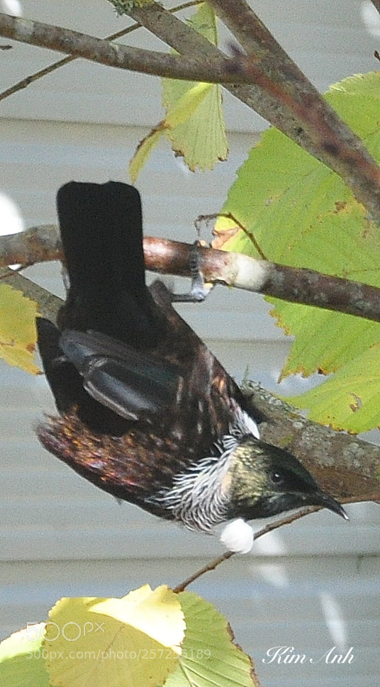 Nikon D90 sample photo. Tui, nz native bird. photography