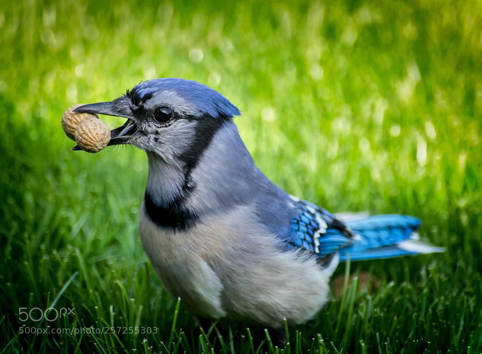 Sony a7 II sample photo. Jay with peanut #2 photography