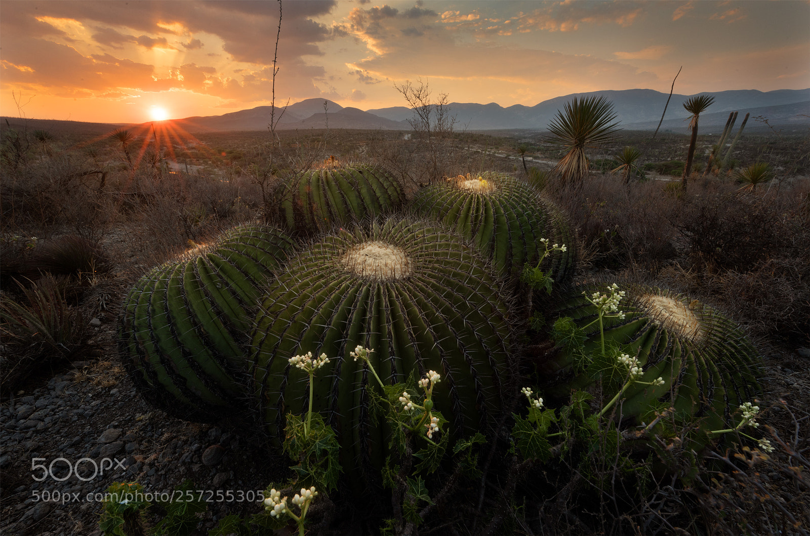 Nikon D810 sample photo. Biznaga sunset photography