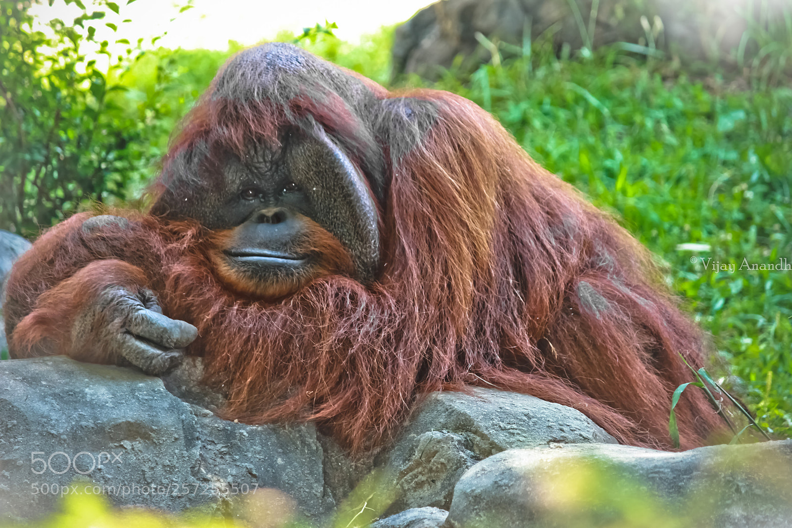 Canon EOS 1100D (EOS Rebel T3 / EOS Kiss X50) sample photo. Orangutans photography