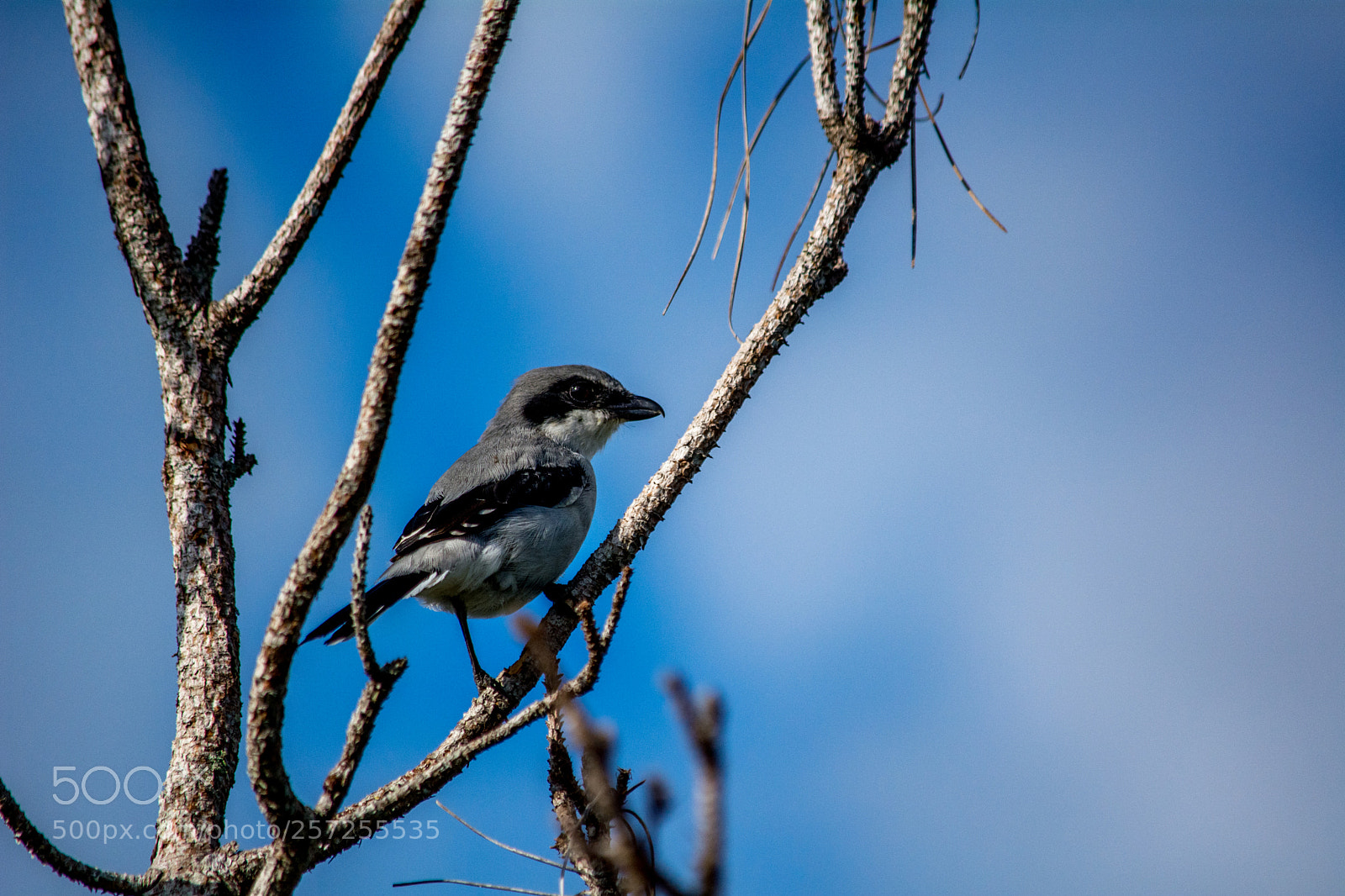 Nikon D5200 sample photo. Loggerhead shrike photography