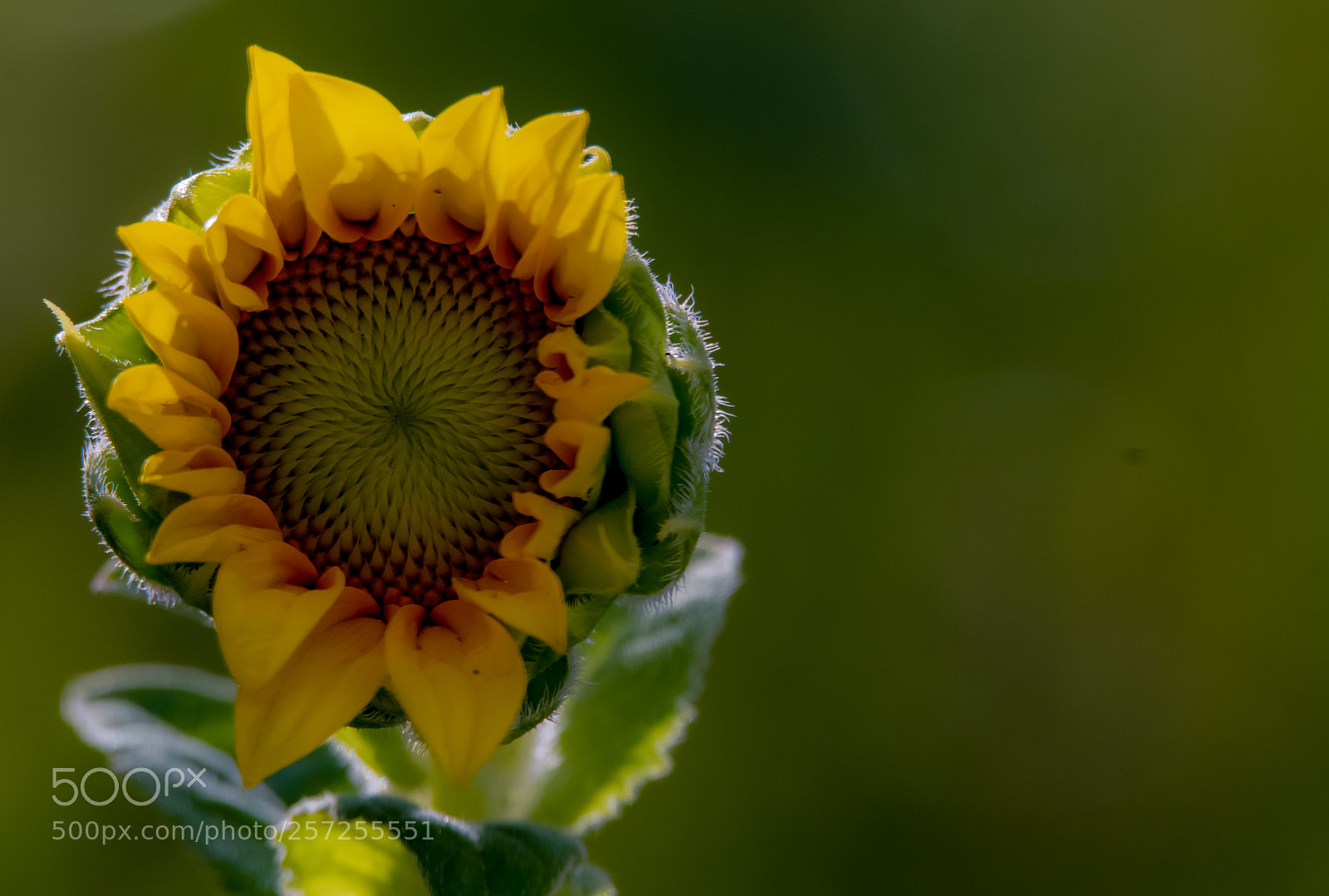 Nikon D5200 sample photo. The abstract sunflower photography