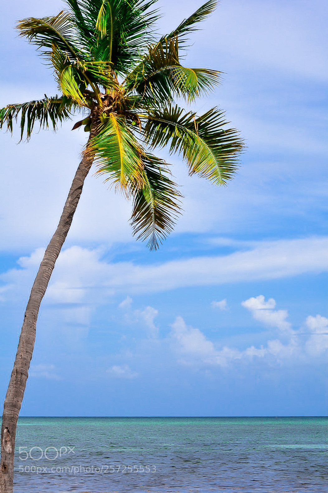 Nikon D5200 sample photo. Florida palm photography