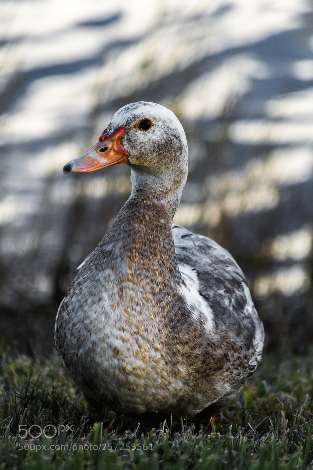 Nikon D5200 sample photo. The posing duck photography
