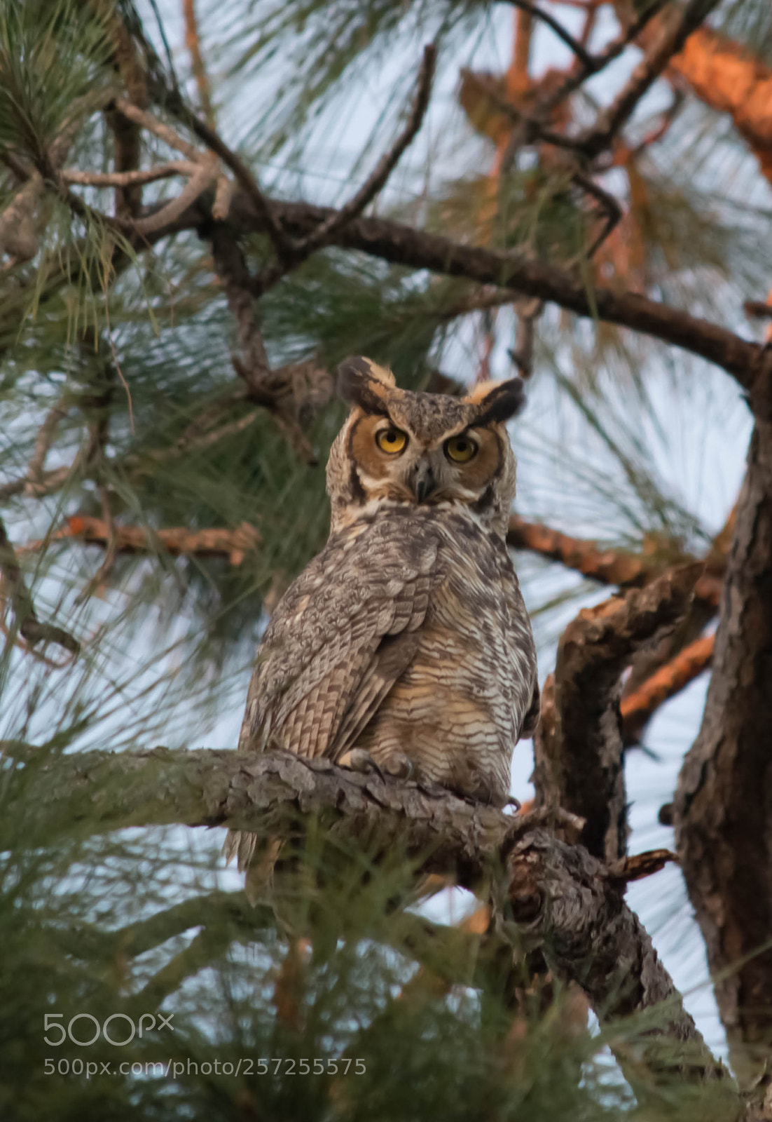 Nikon D5200 sample photo. Hootie the owl photography