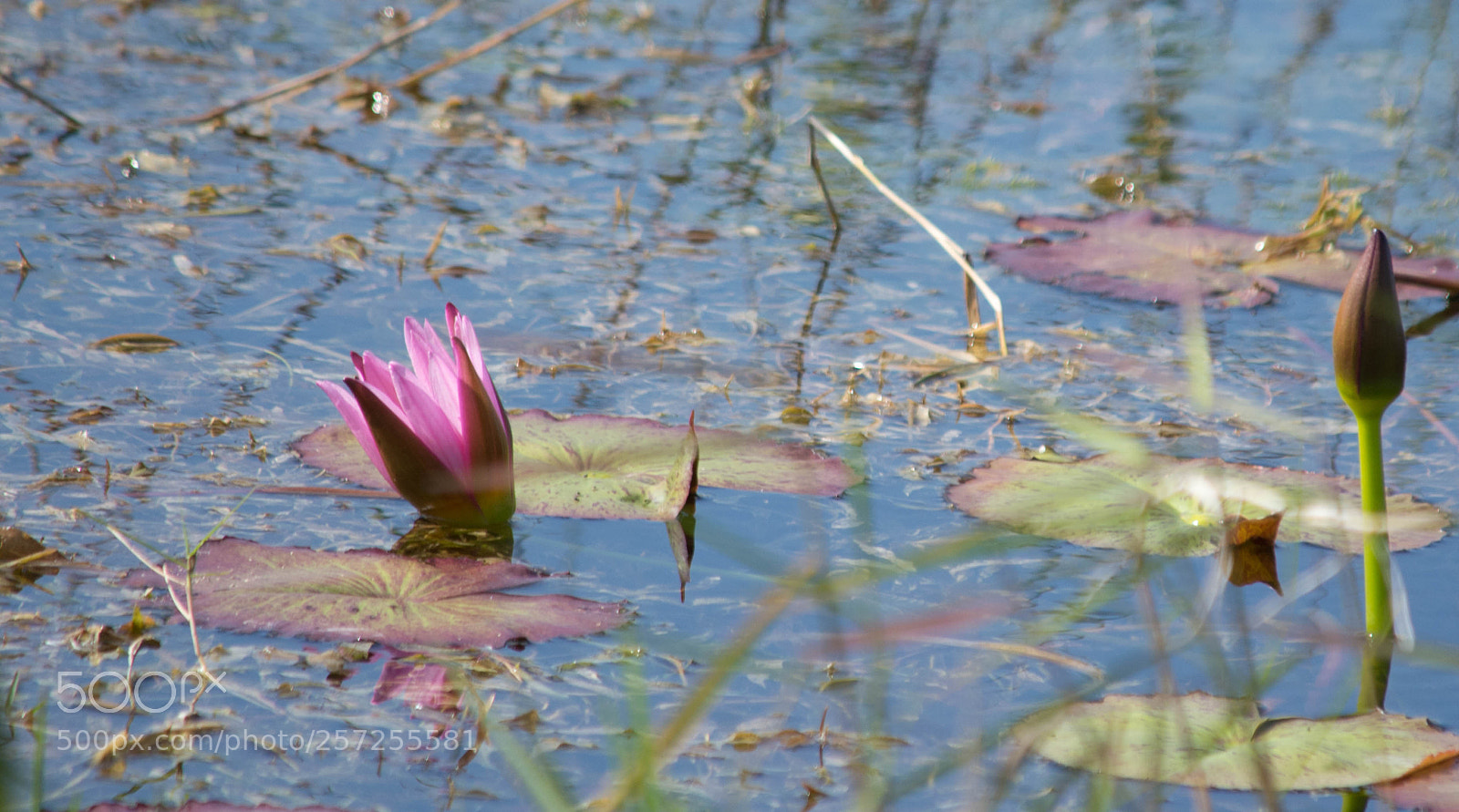 Nikon D5200 sample photo. The lone lily photography