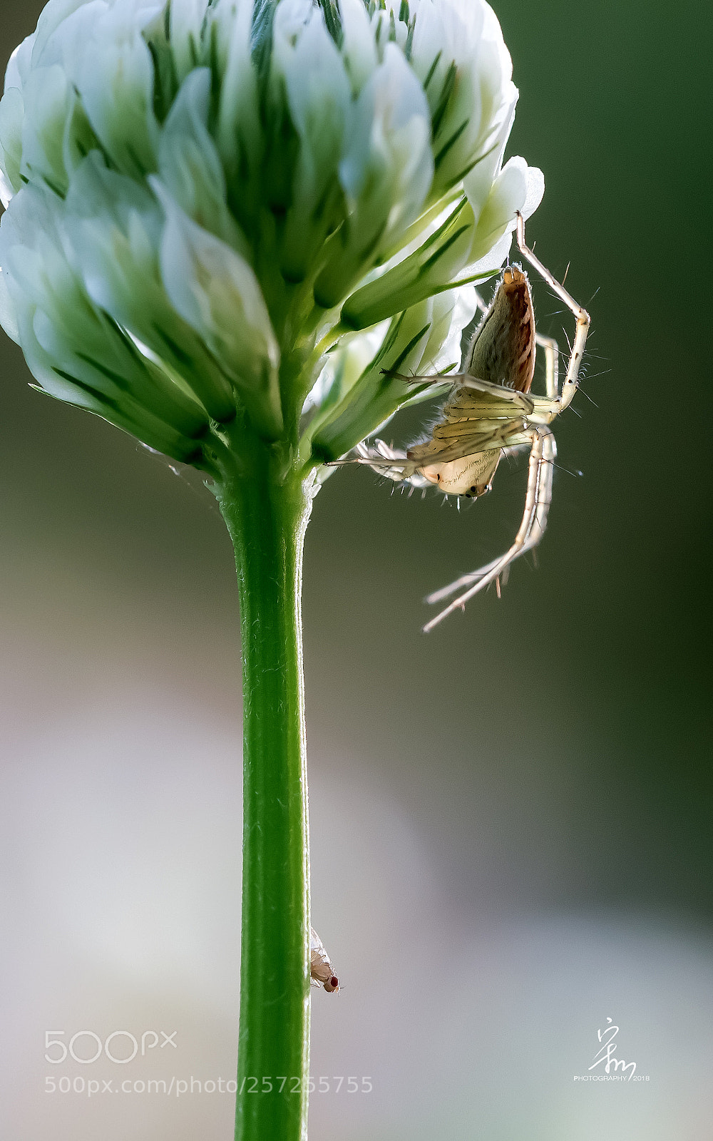 Sony a7R II sample photo. Untitled photography